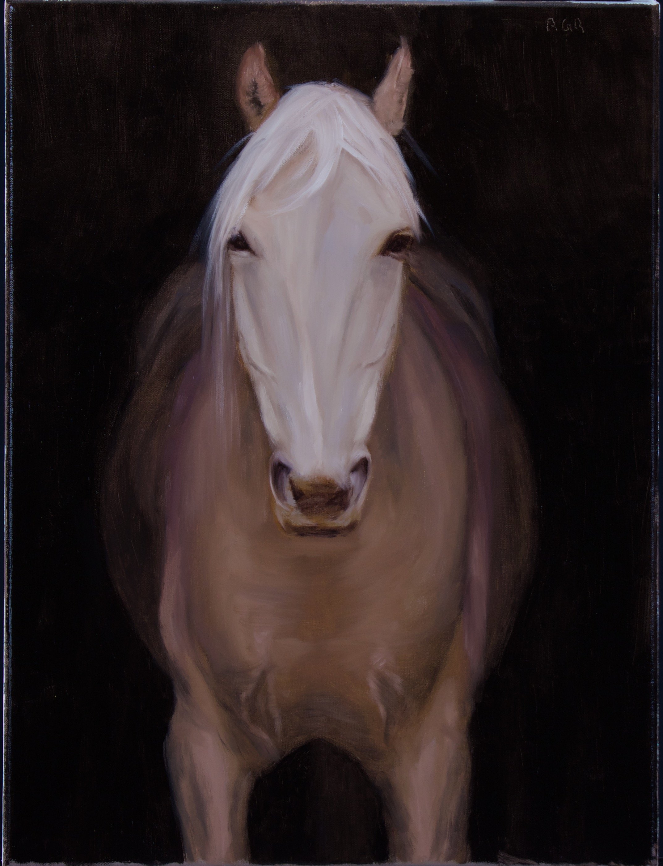 WhiteHorseInShadow.jpeg