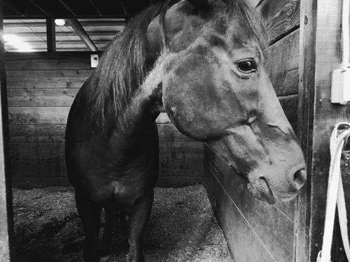 Choya Farms Inc., business photo 4
