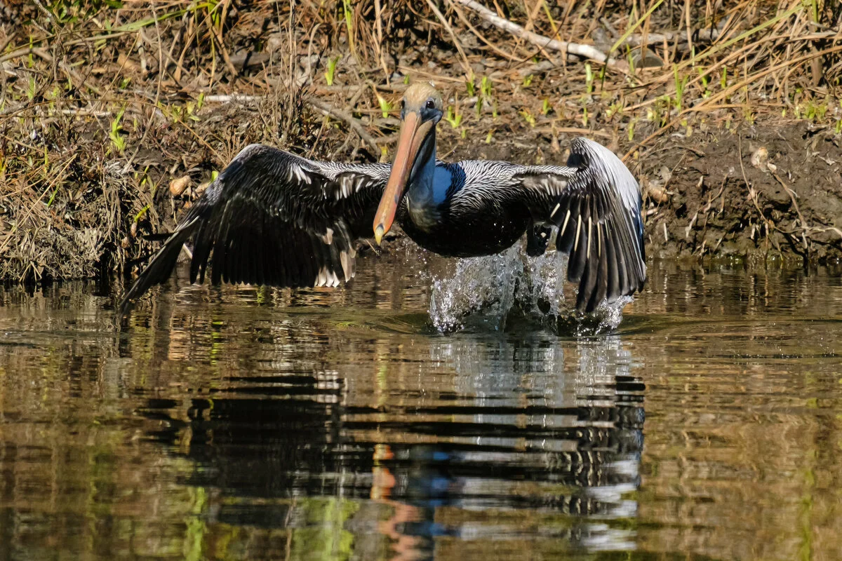  Pelican in Graham Creek 