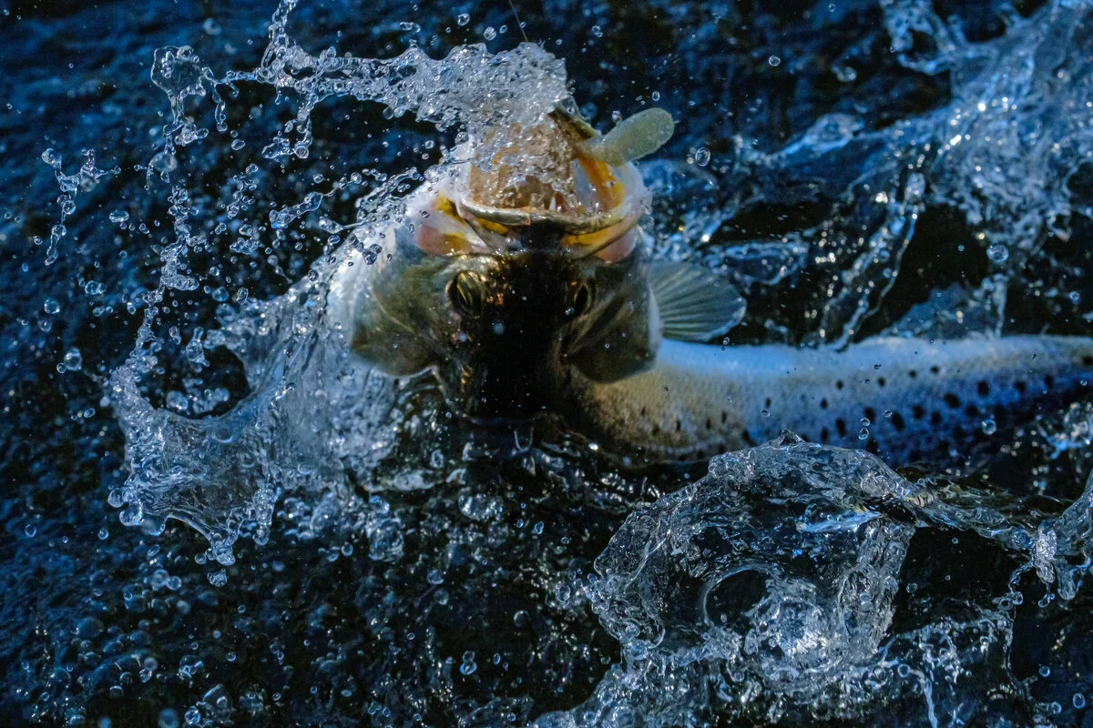  Speckled Trout in Graham Creek 
