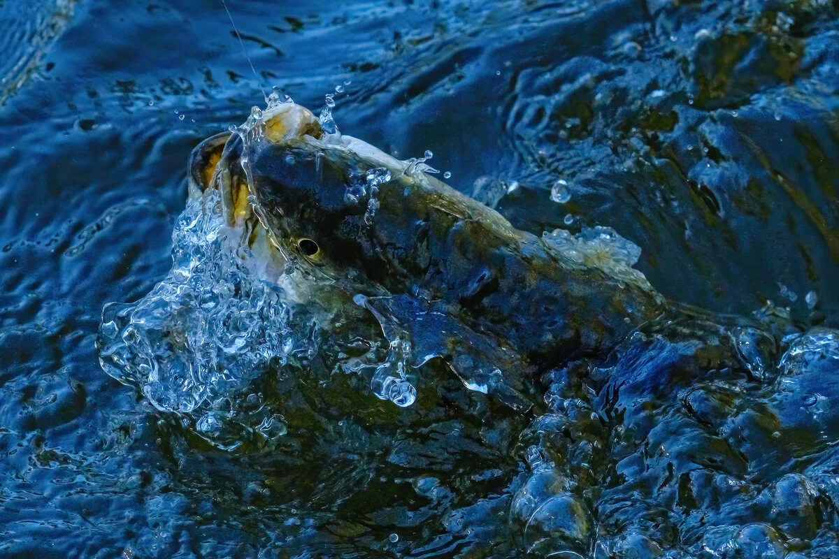  Speckled Trout in Graham Creek 