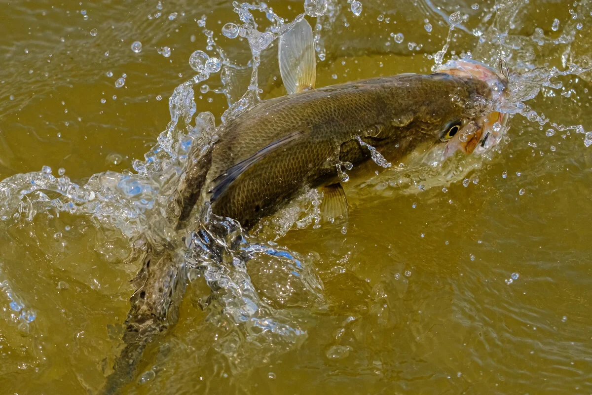 014 fairhope 052021.JPG
