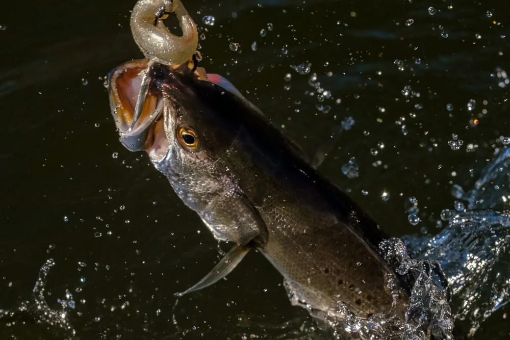 004 graham creek 112921.JPG