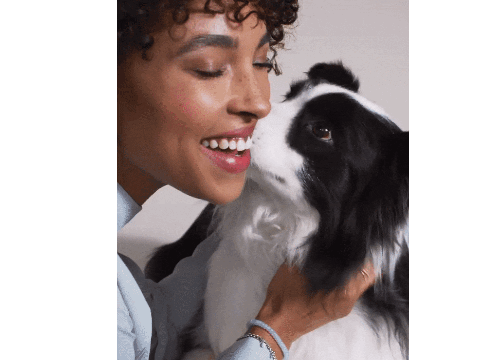 GCDogsGif.gif