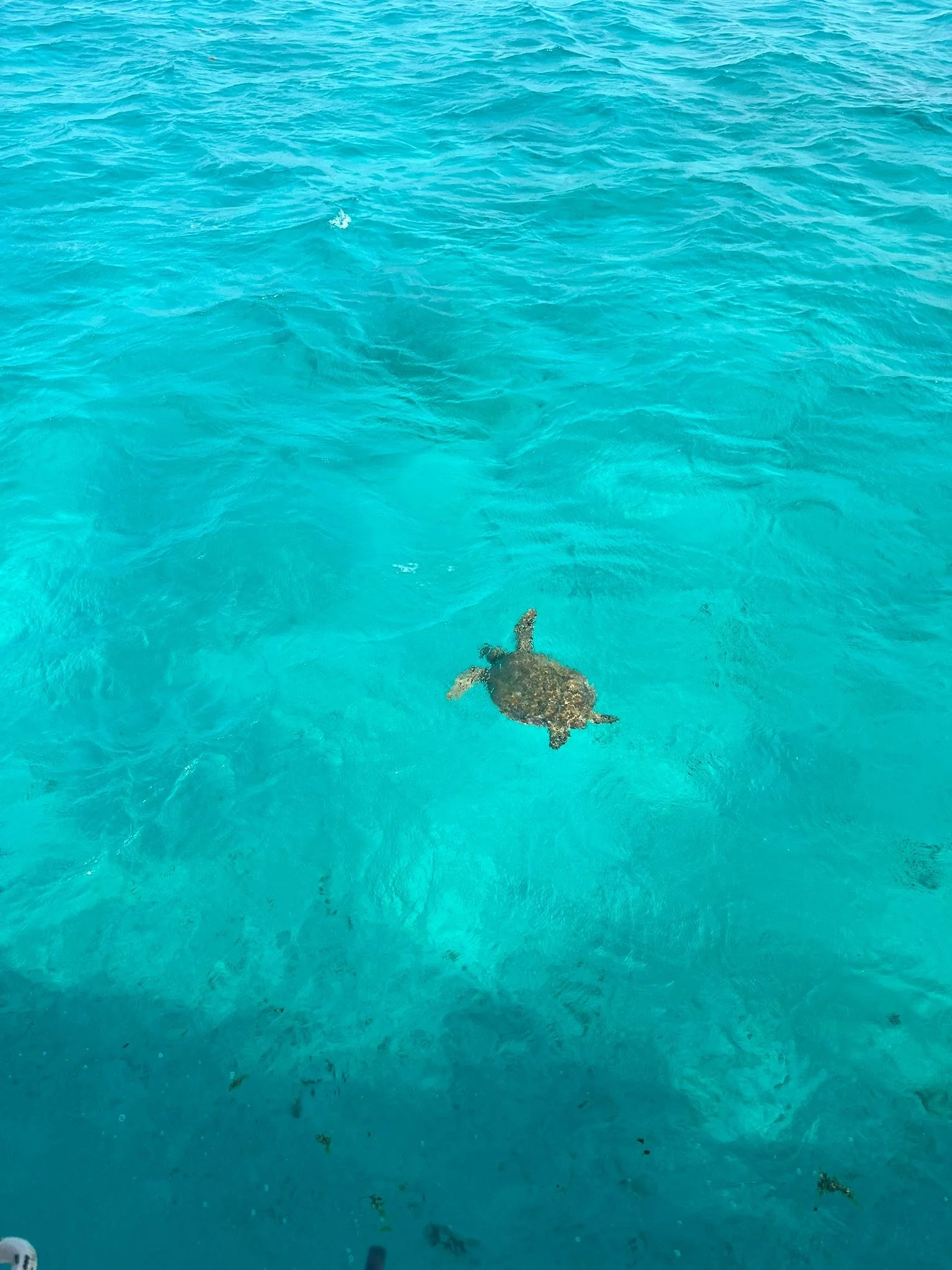 BVI Spring Regatta