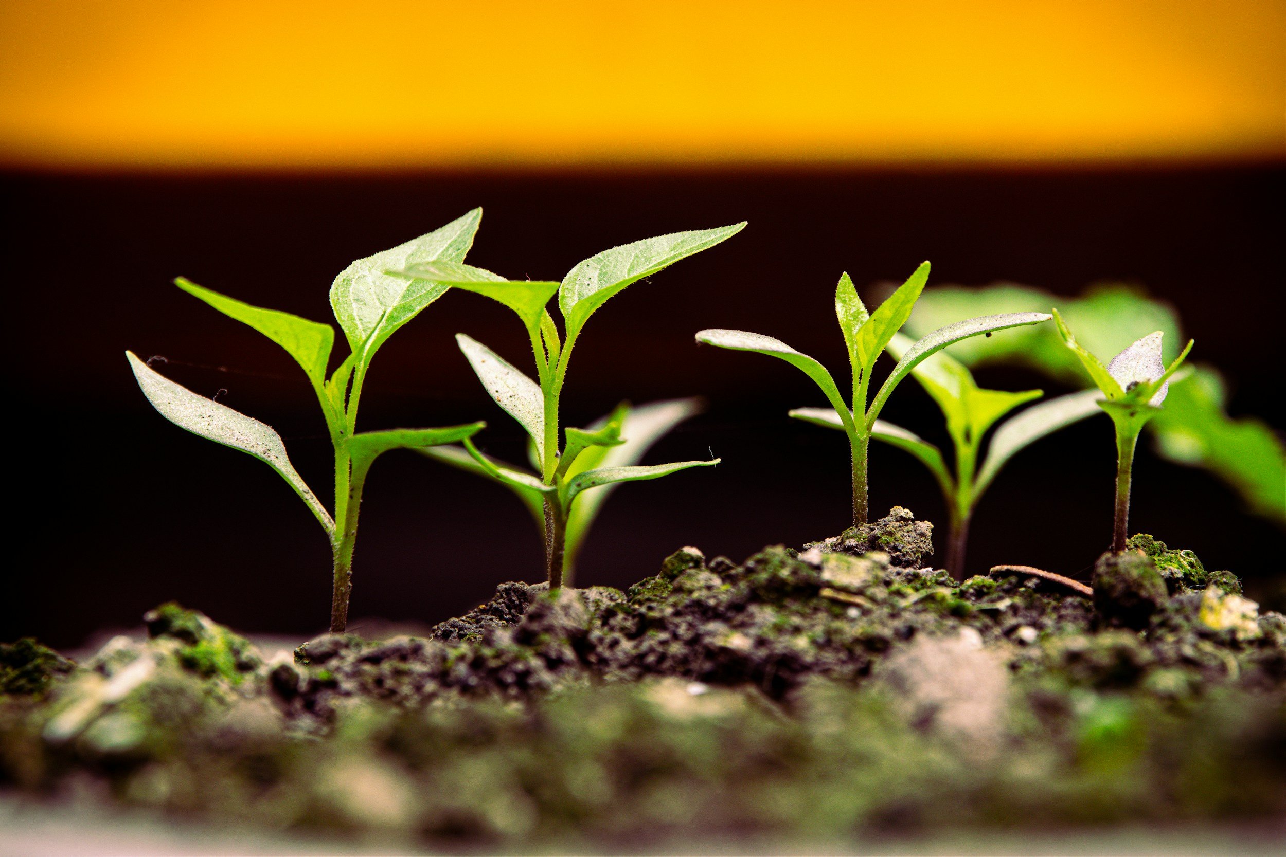 Why Dallas Law Firms Are Outgrowing Their Operating Structure