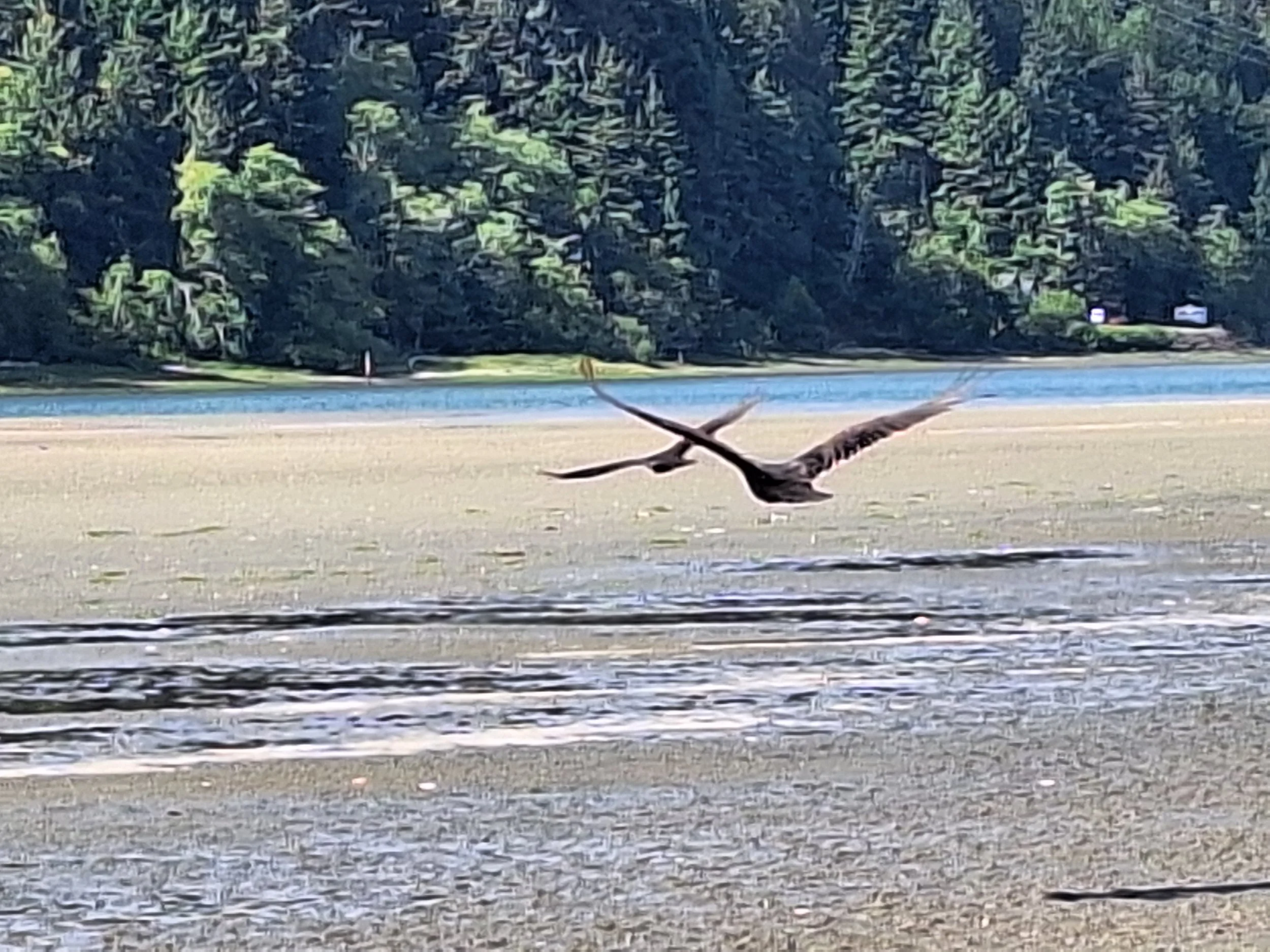 The Dogs of Banality