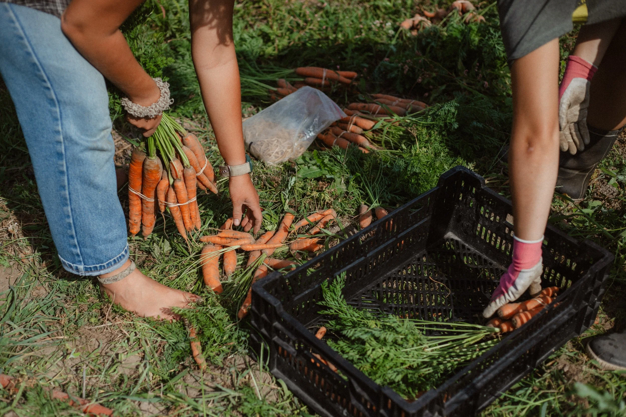 Now Hiring! — Cold Frame Farm