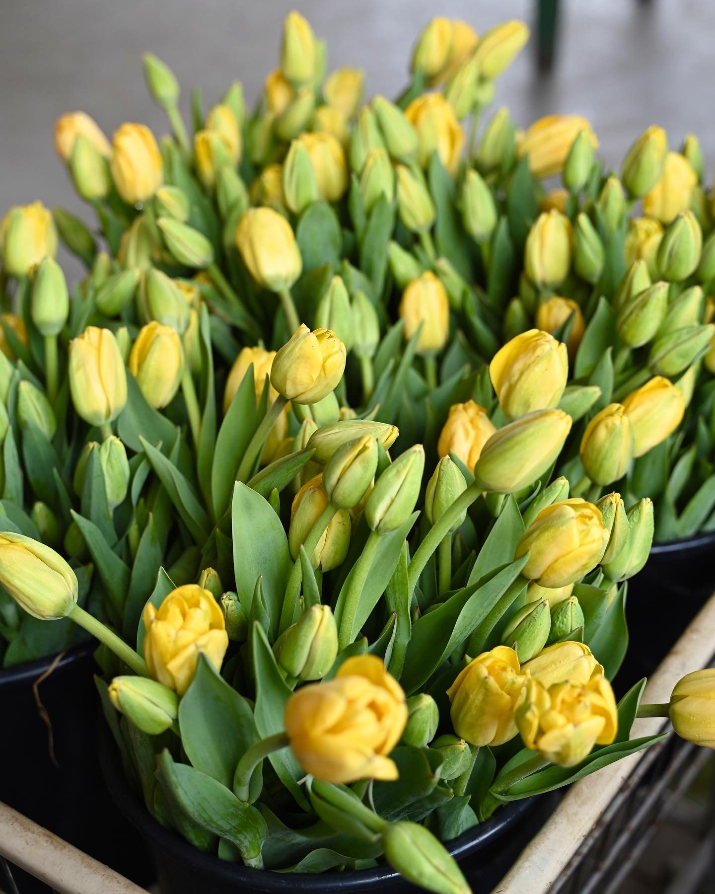 A few snapshots of some of the blooms going into our Mother&rsquo;s Day Bouquets&hellip; currently loving lavender sweet pea flowers!✨💐⁣
⁣
Our crew is so excited to be able to offer these stunning bouquets for Mother&rsquo;s Day. This weekend, the s