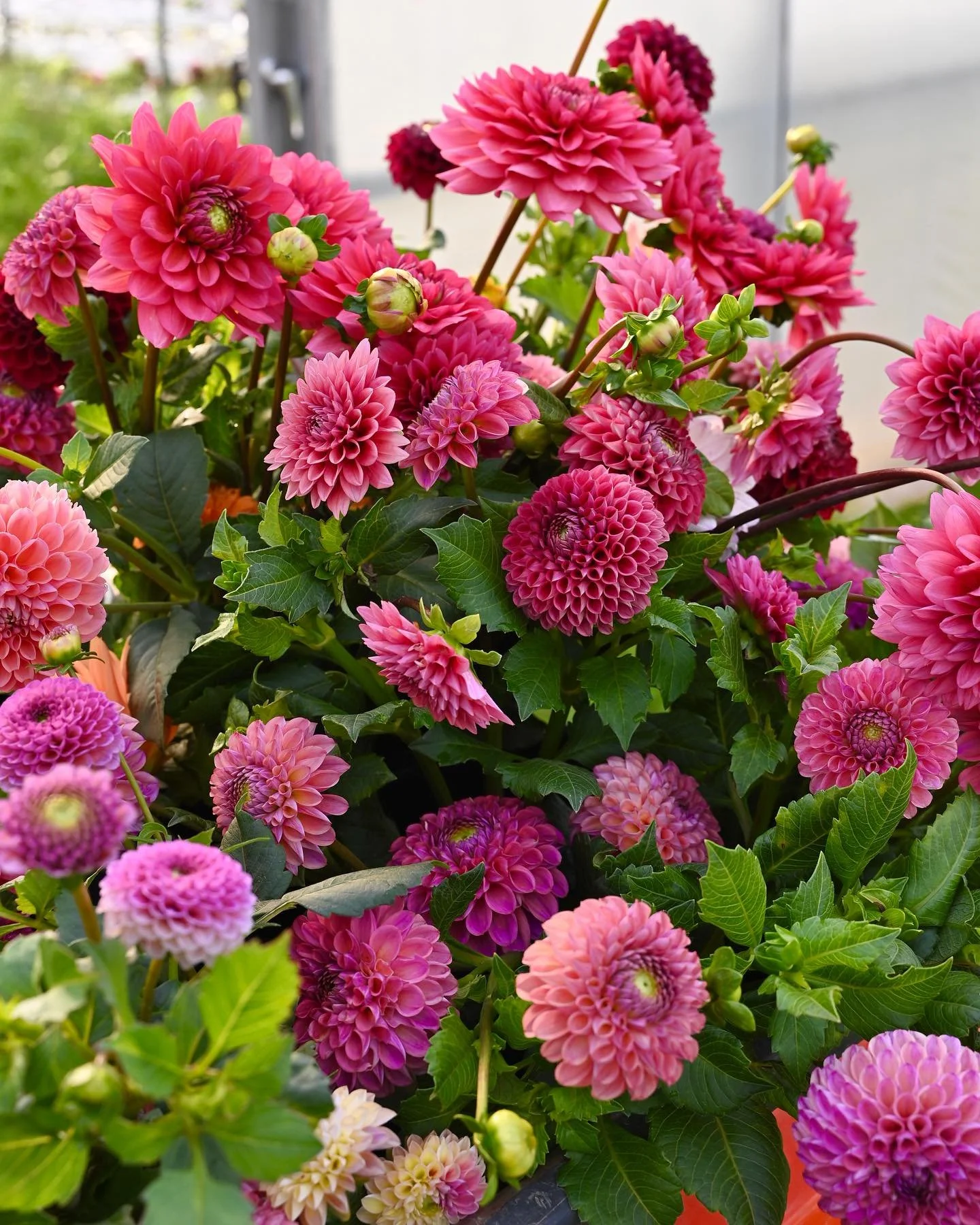 September is here, and so are the dahlias! We grew several new varieties this year, and it has been so fun to work with them in floral arrangements and bouquets. Keep an eye out for dahlias in the farm store this weekend!🩷🫶⁣
⁣
Don&rsquo;t forget, t