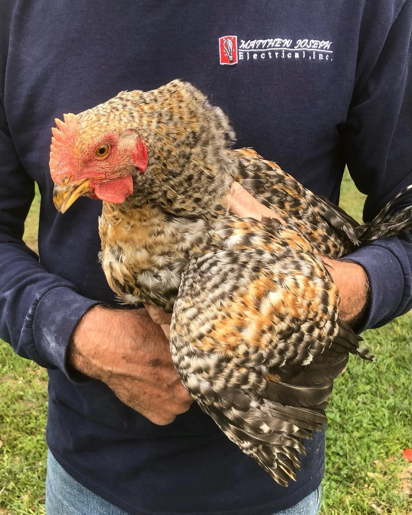 Exciting news! We have another batch of organic chickens available for pre-order!🐤⁣
⁣
Head on over to our website (link in bio), click the &ldquo;Shop&rdquo; tab, and navigate to the whole chicken deposit page where you can pre-order one or more chi