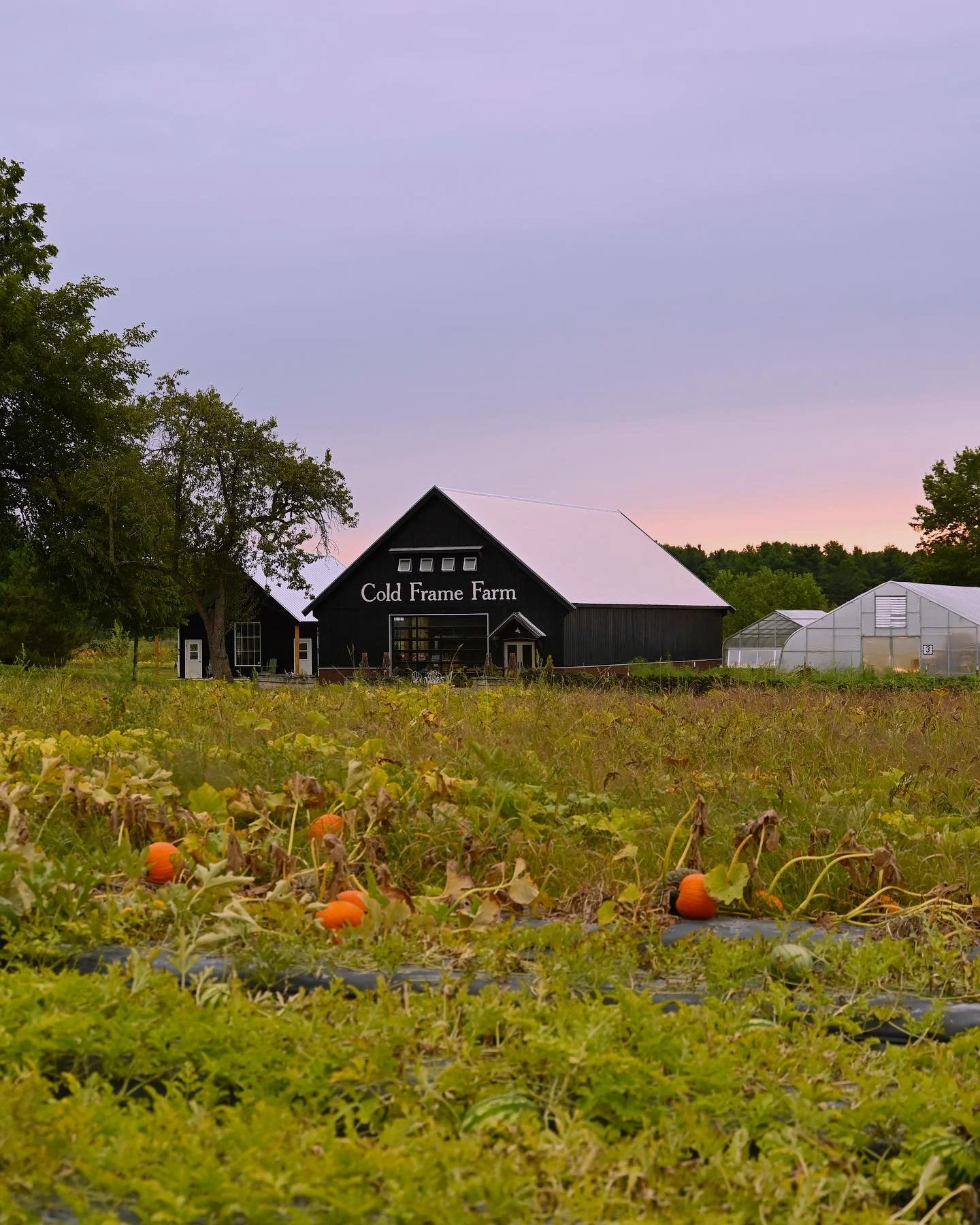 Sunrise on the farm&hellip; it never gets old!☀️We&rsquo;re keeping an eye out for The Great Pumpkin as we harvest our front field today (the pumpkin patch!)🎃 The farm store will be stocked with all kinds of winter squash and pumpkins this week (alo