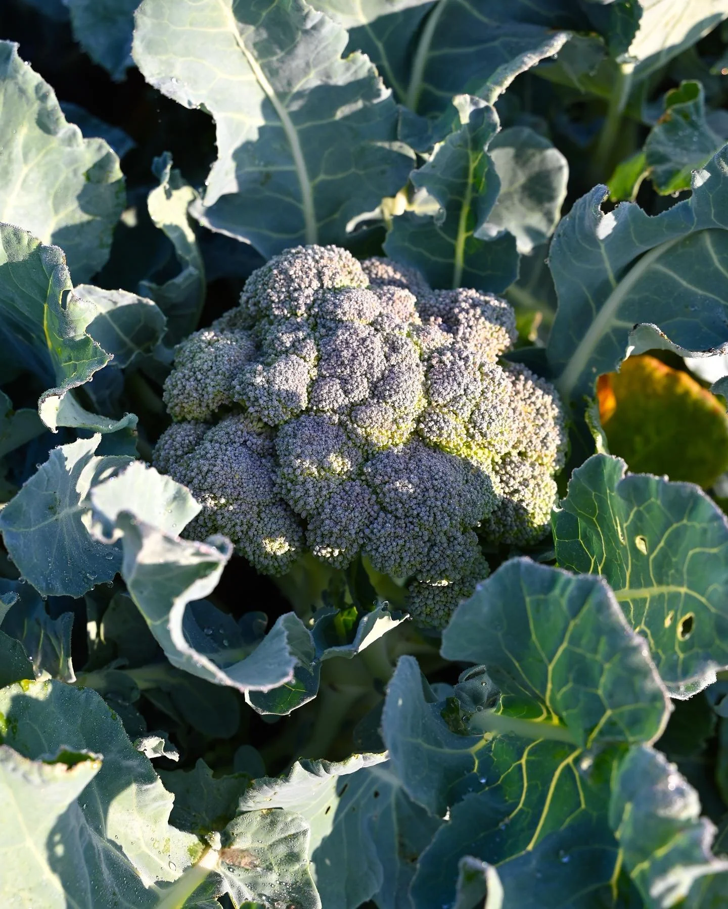 Happy Harvest Day!🥦🍅🥬🫑🧅🧄🎃💐⁣
⁣
Don&rsquo;t forget! Our farm store will be open this Friday and Saturday 10am - 3pm.⁣
⁣
We&rsquo;ll have fresh produce and flowers, baked baguettes, and other organic grocery items.⁣
⁣
Some new items and highligh