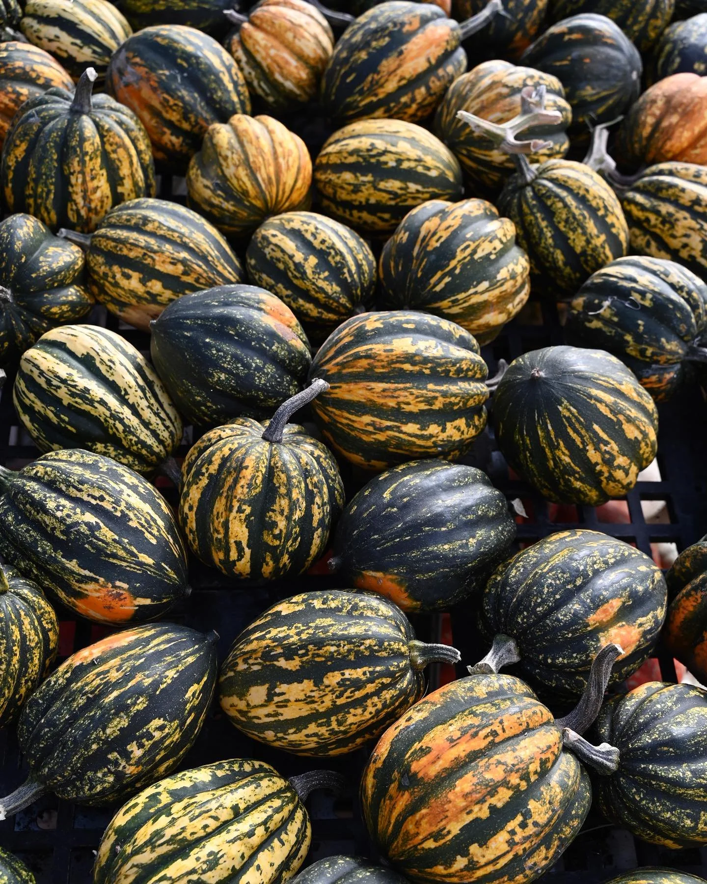 We went a little squash-crazy this season and grew eleven different varieties! Some are longtime favorites, and others are exciting new additions to our lineup. Each one brings its own unique flavor, texture, and personality to the kitchen. Whether y
