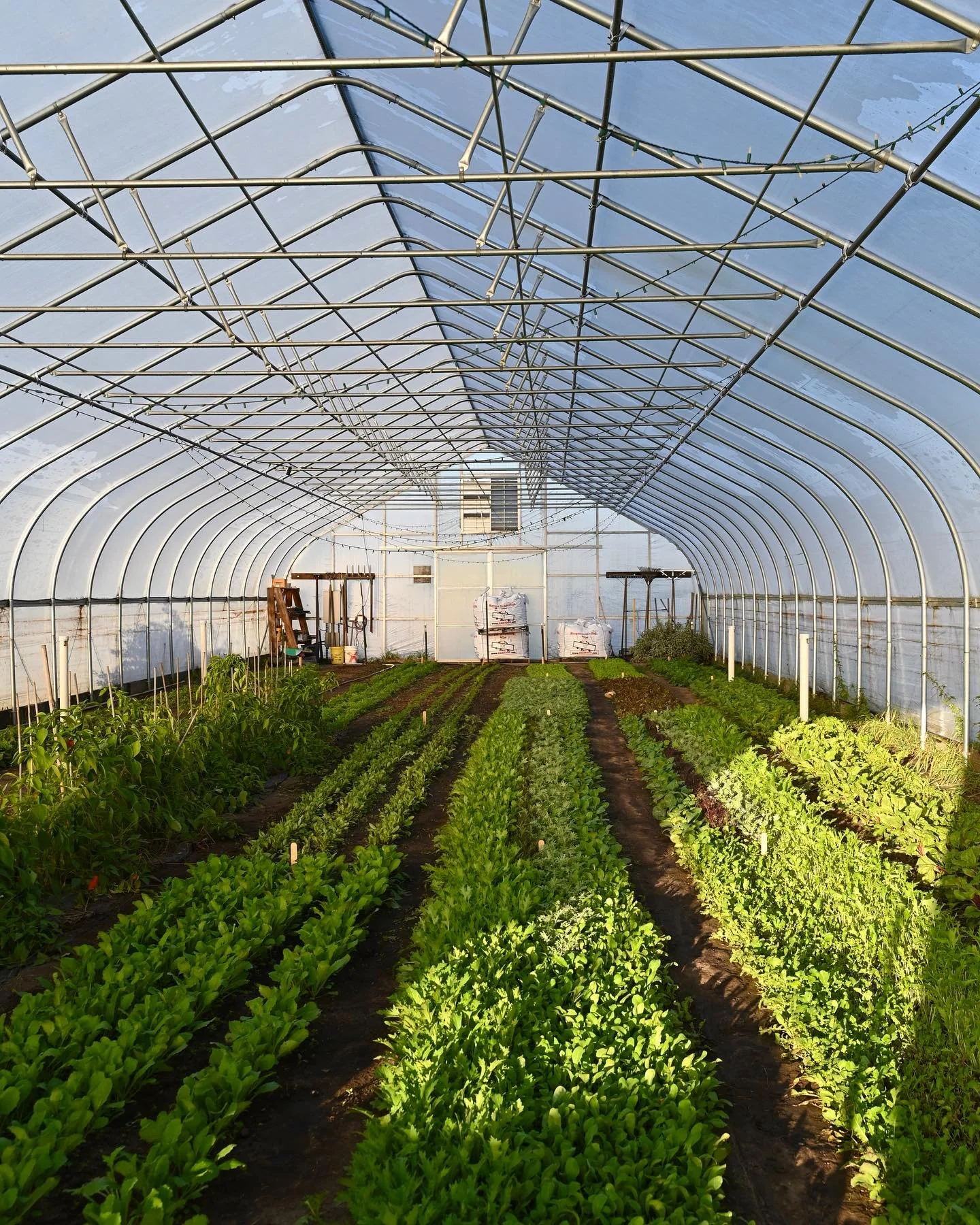 We’ve officially switched over our high tunnels for the season! Gone are the tomatoes, peppers, cucumbers, and other summer crops that once filled the hoops. Now, we’ve seeded a new batch of veggies that thrive in cooler temperatures. Car