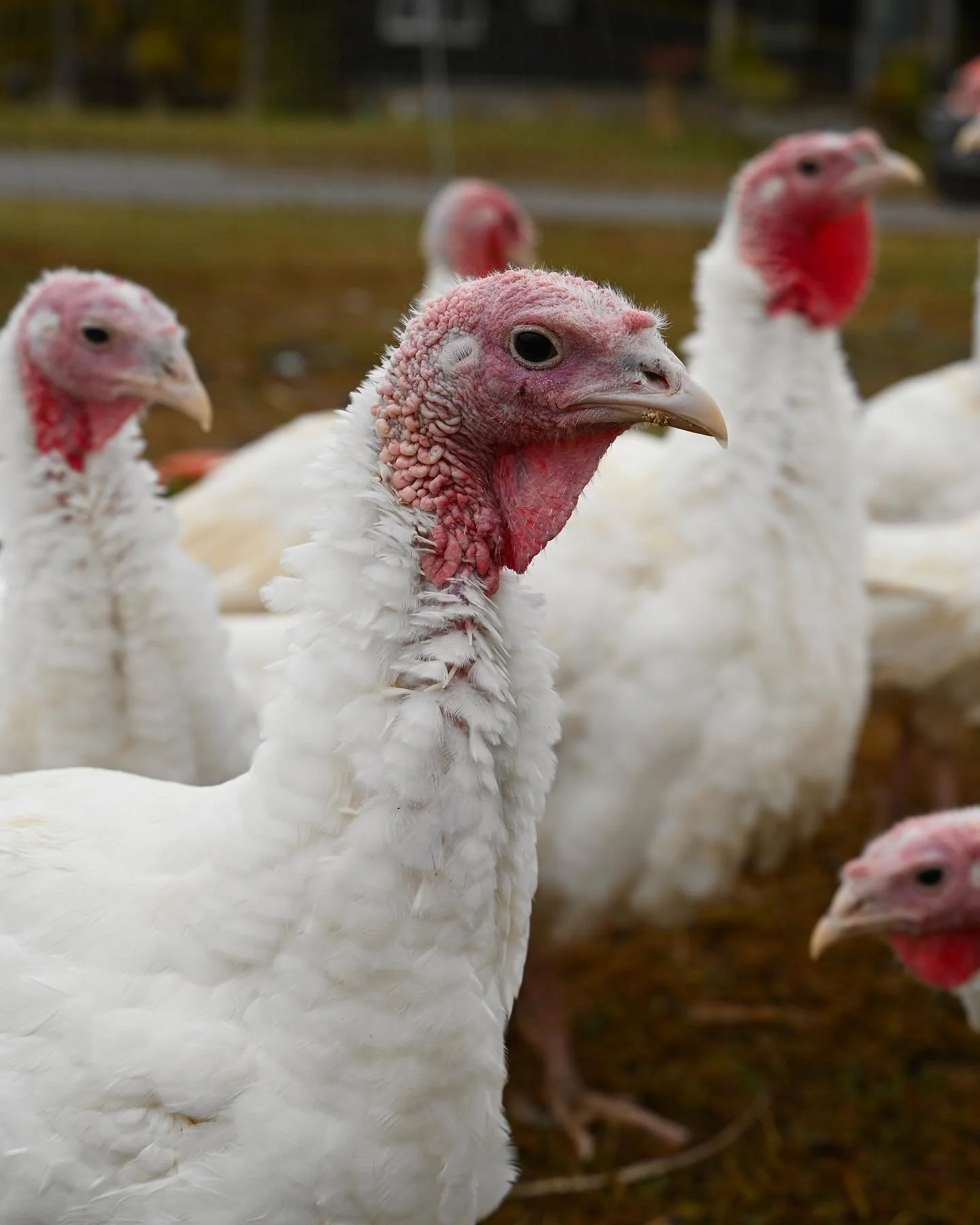 It’s that time of year again! Thanksgiving turkeys are available for pre-order on our website!🦃🥳
Our birds always eat USDA Certified Organic feed and veggies from the farm. Never antibiotics, hormones, or GMO’s. It’s a differen