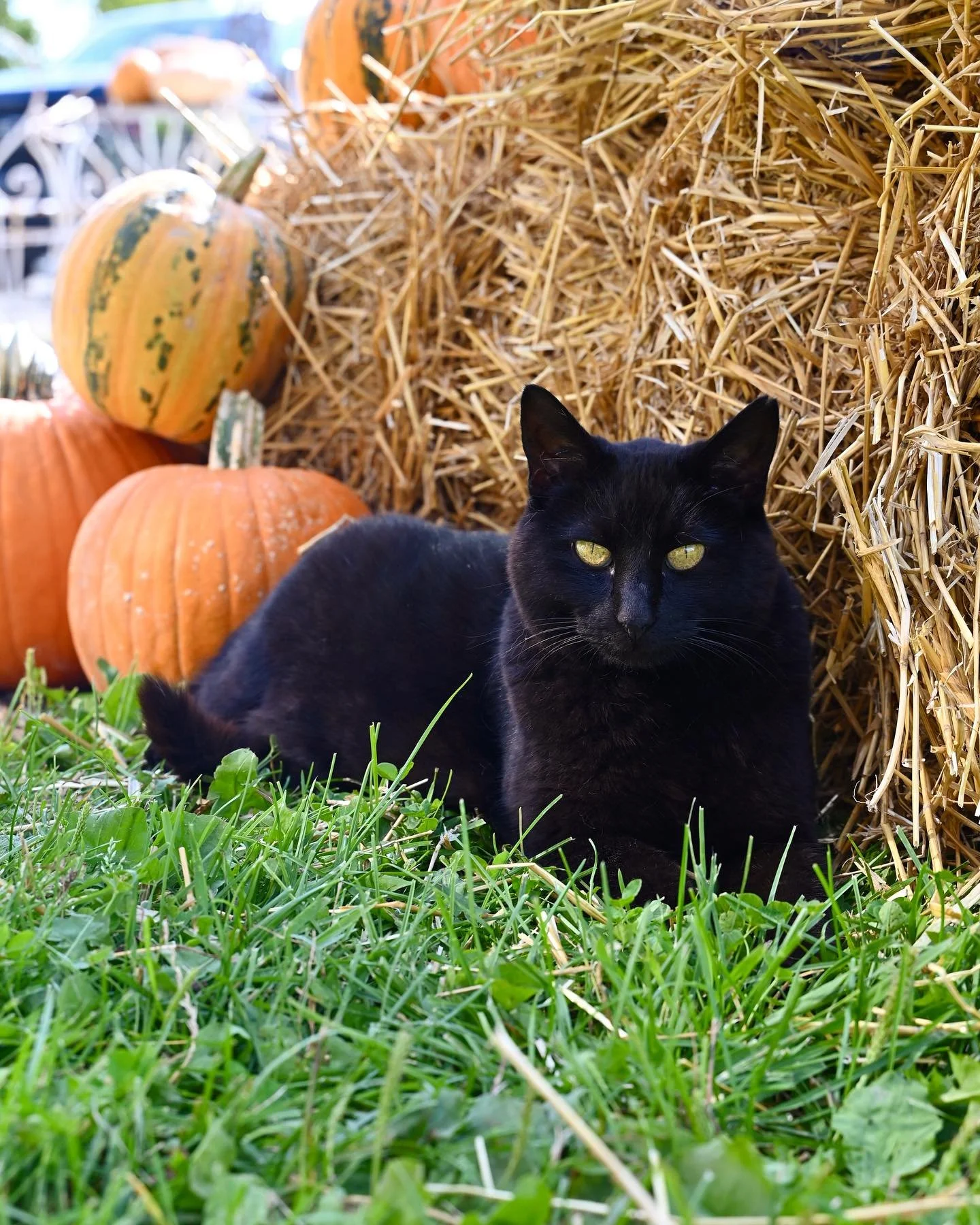 HAPPY HALLOWEEN!⁣
⁣
Our farm store is open today and tomorrow 10am - 3pm!⁣
⁣
See you at the farm!🎃👻💀✨🍂🍁⁣
⁣
Stay spooky, ⁣
 - Ink🐈&zwj;⬛