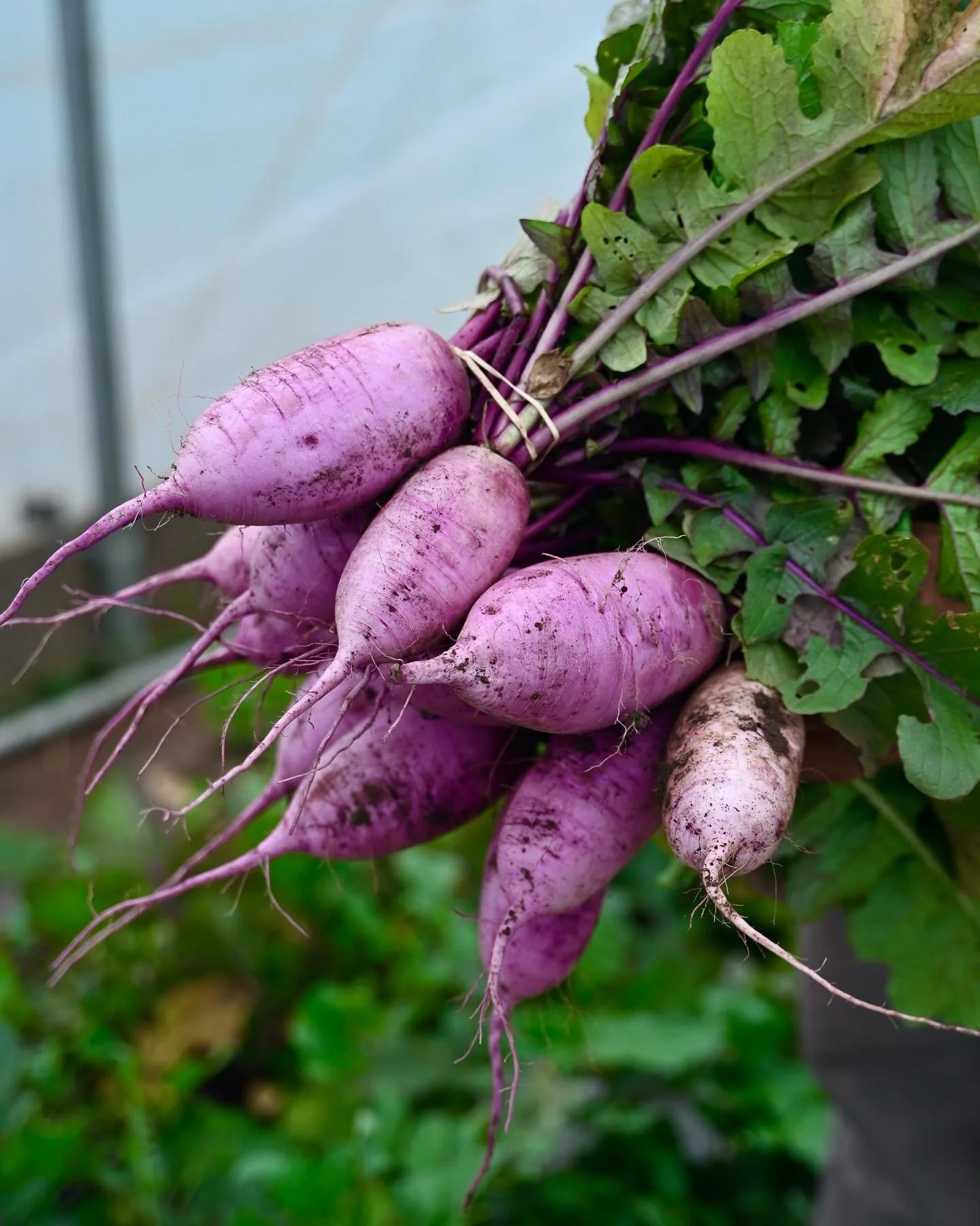 Daikon radishes are in! With a sweet, crisp flavor, these radishes are perfect for making kimchi and adding fresh to salads. When roasted, their flavor becomes even sweeter and the texture turns tender and slightly starchy. They are beautiful and so 