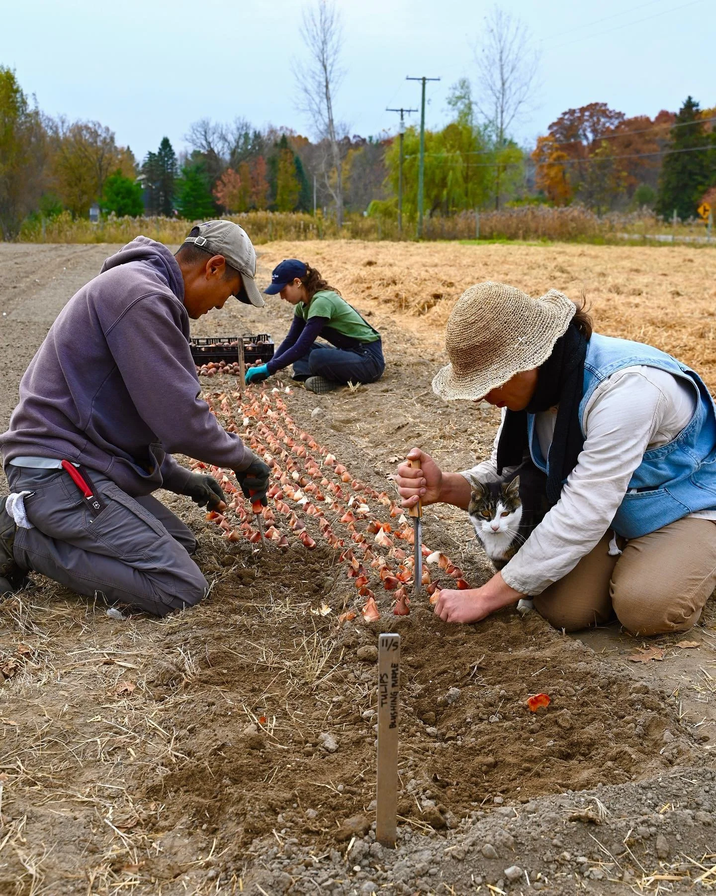 2026 garlic and tulips are officially in the ground and mulched for the winter!🧄🌷Huge shoutout to our crew for planting about 12,000 garlic bulbs and 5,000 tulips!👏 They crushed it last week &mdash; and just in the nick of time before all this sno