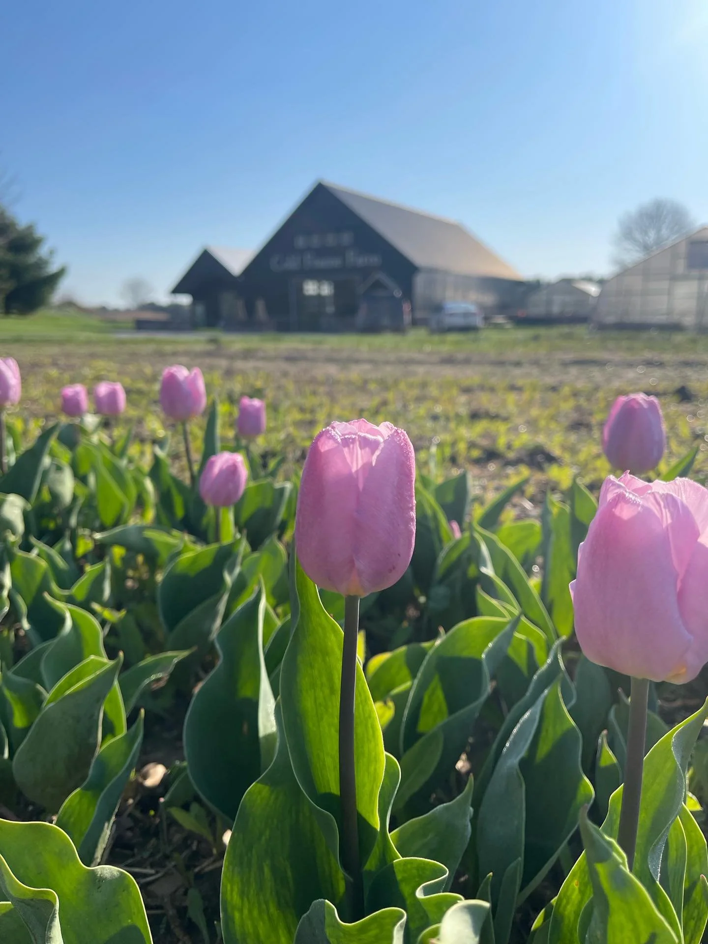 We know you have been eagerly awaiting us opening for the 2026 season, and the time is officially here!! We are just as excited as you are! 𝗧𝗵𝗲 𝘀𝘁𝗼𝗿𝗲 𝘄𝗶𝗹𝗹 𝗯𝗲 𝗼𝗽𝗲𝗻 𝗠𝗼𝘁𝗵𝗲𝗿&rsquo;𝘀 𝗗𝗮𝘆 𝗪𝗲𝗲𝗸𝗲𝗻𝗱, 𝗙𝗿𝗶𝗱𝗮𝘆, 𝗠𝗮𝘆 𝟴?