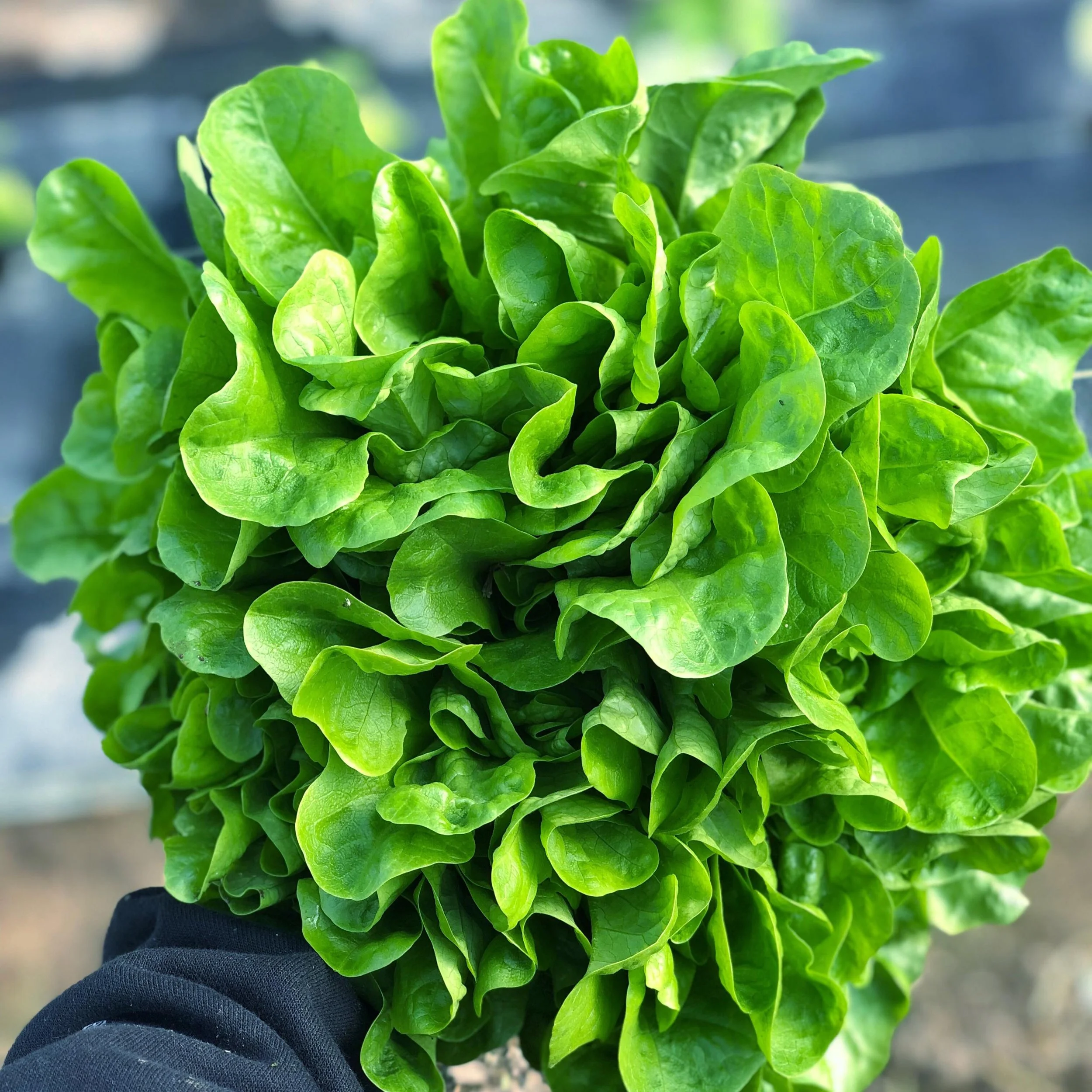 Thursdays are harvest day at the farm!! Which means, we brought in lots of beautiful produce and flowers that will be for sale this weekend.⁣
⁣
🥬🥗⁣
⁣
If you are looking for a last minute gift for mom, don&rsquo;t forget about our Mother&rsquo;s Day