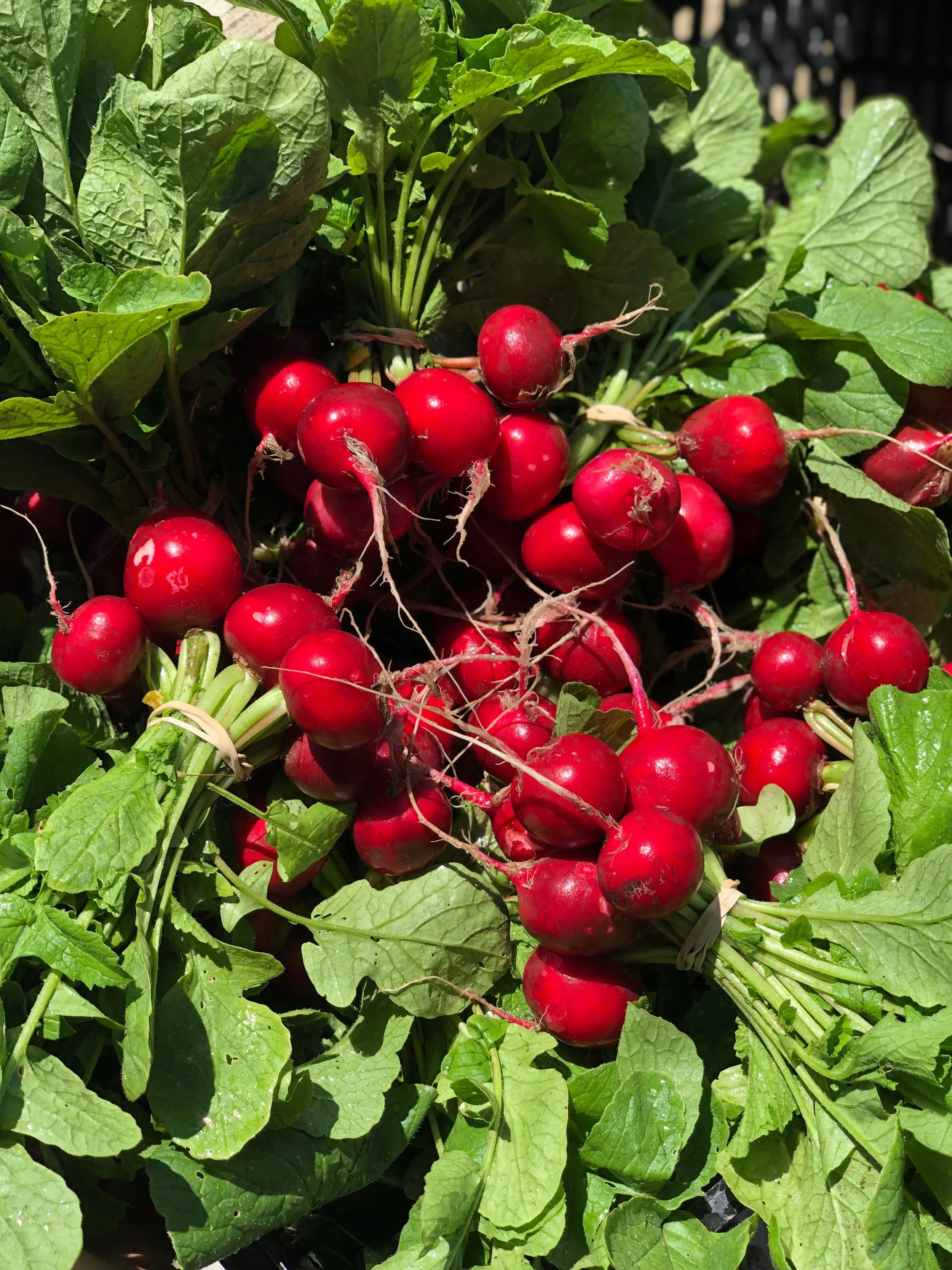 Happy Thursday! I hope everyone is having an awesome week!✌🏻⁣
⁣
New items for this week include Hakurei Turnips, Kale (Tuscano, Green Curly, Red Curly) bunches, Collards, and Chard!⁣
⁣
‼️CLOSED FOR MEMORIAL DAY⁣‼️
Friendly reminder that the store wi