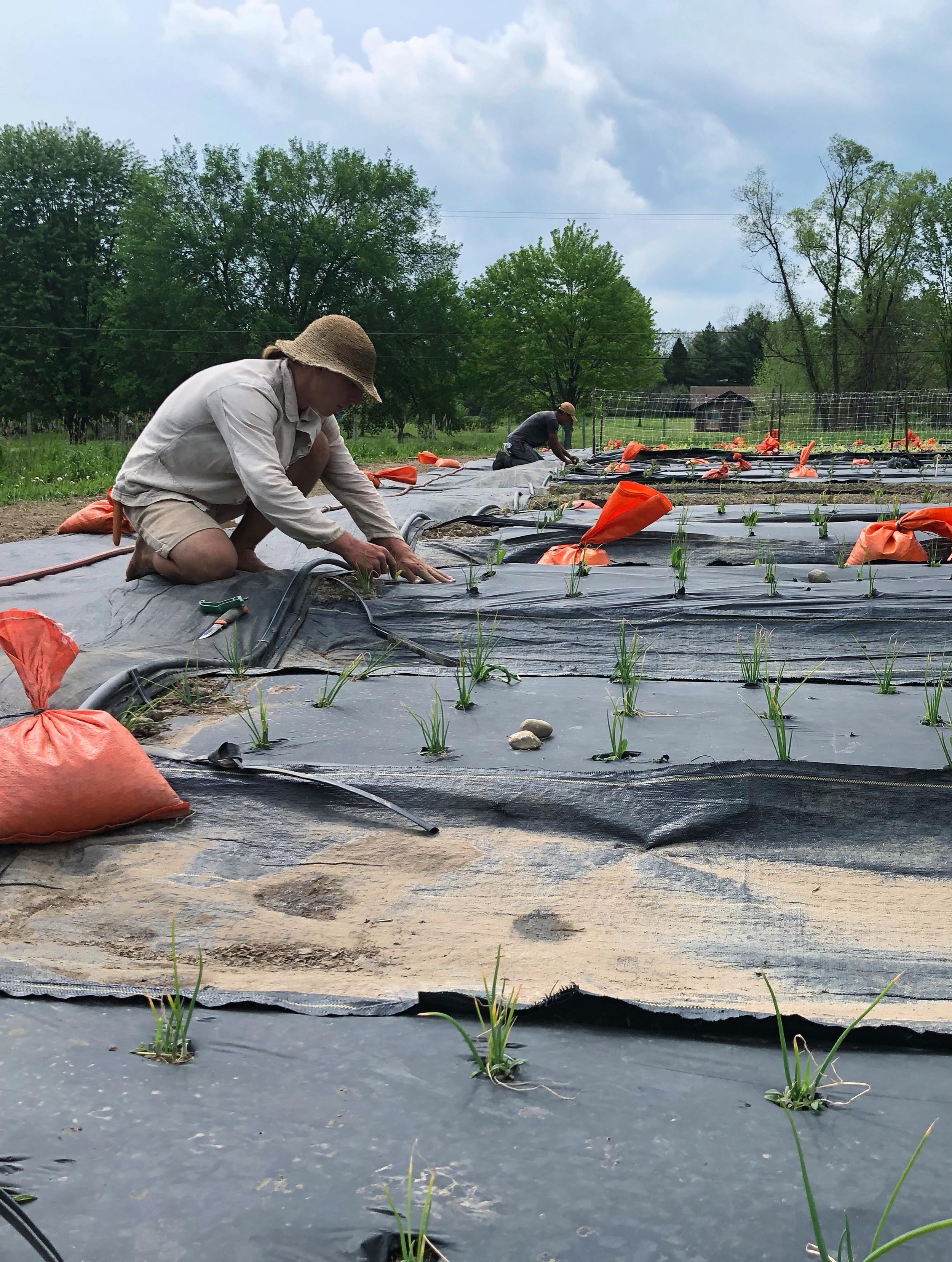 Happy Monday!! ⁣
⁣
We started the week off strong with setting up irrigation in our front field. 💦 🛠️ This is a vital step we implement on the farm when it comes to watering. It is a highly efficient method that reduces water waste, and delivers th