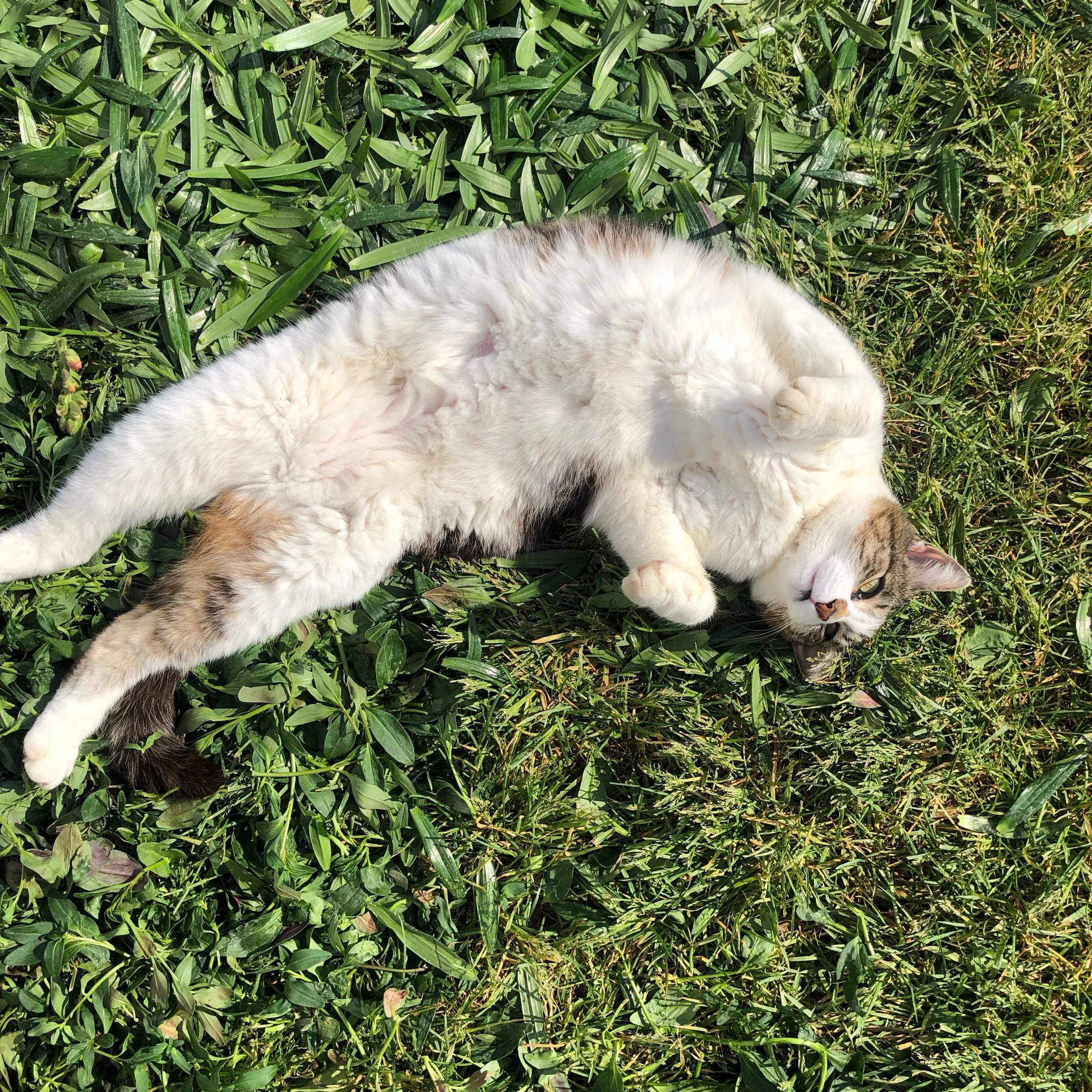 Here&rsquo;s to hoping your holiday weekend is as peaceful &amp; restful as Jasmine&rsquo;s!! 🐈 😌

Please note that we will be CLOSED Saturday May 23rd for Memorial Day weekend! Our crew will be taking the holiday to rest and relax before the seaso