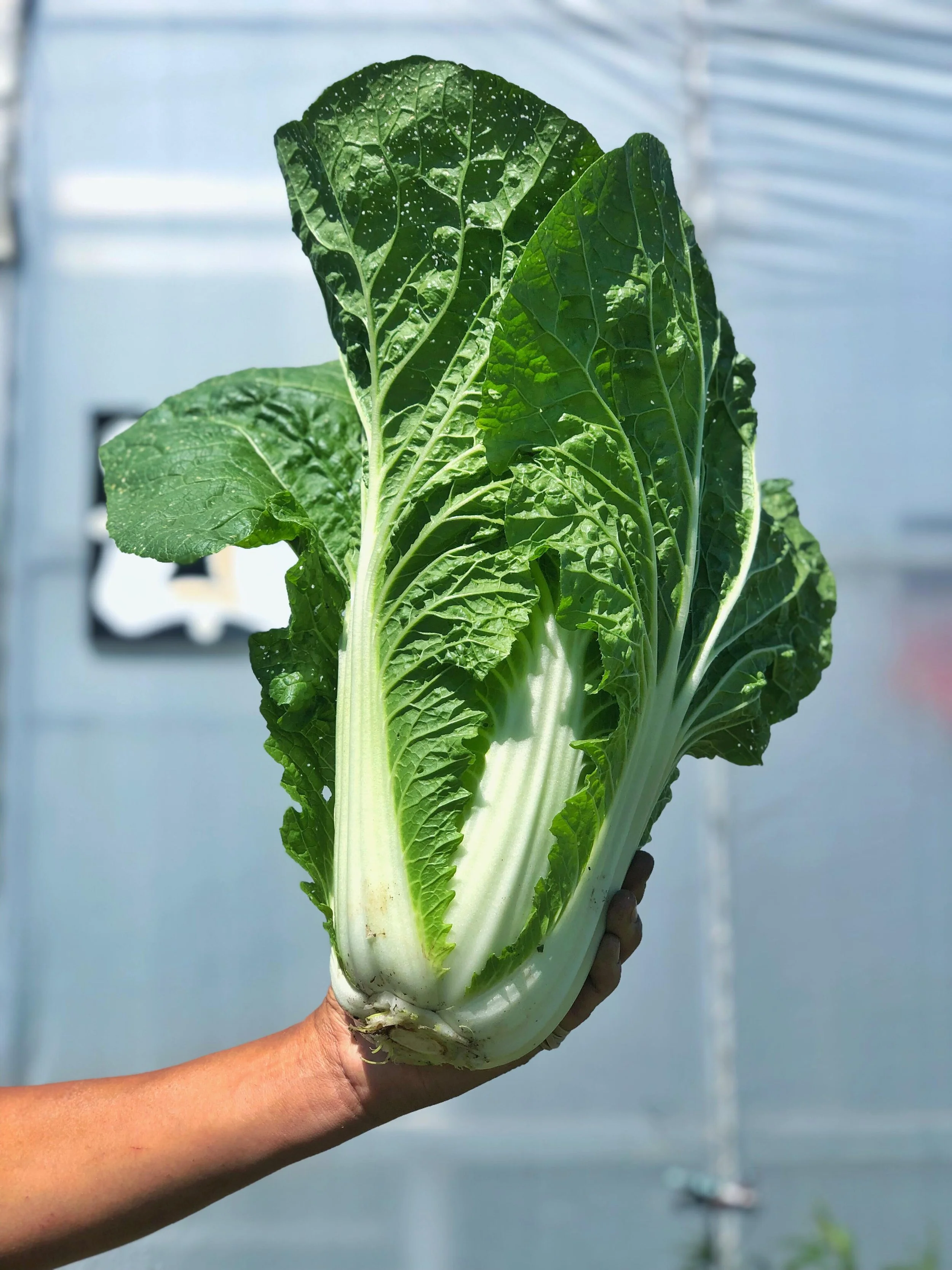 Chinese cabbage is in the building!!! 🥬

Happy Friday everyone ✌🏻😃

The farm store is open this weekend, Friday and Saturday from 10am-3pm. We can&rsquo;t wait to see you!! 

We have lots of organic transplants for sale for your garden planning! B