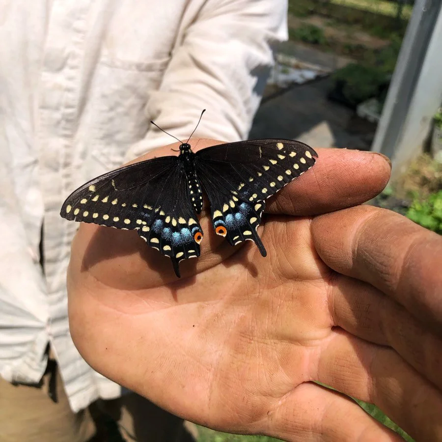 The crew is ahead of schedule for planting our summer crops, and we are thrilled about that! Tomatoes, peppers, green beans, and summer squash are all tucked into their new homes and enjoying the sunshine, as are we! ☀️⁣
⁣
We also met a new friend, w