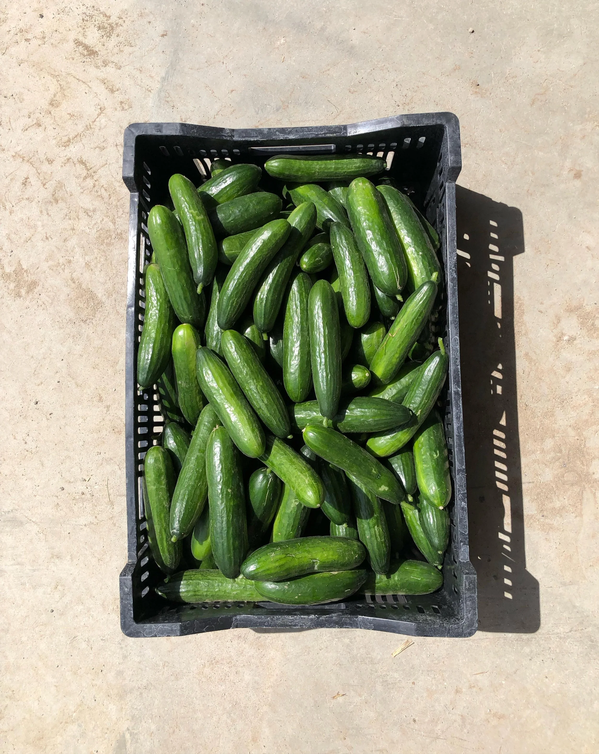 Hooray for cucumbers!!! 🥒 The plants have really been loving this heat and have recently accelerated with growth. What a treat to have our cucumbers ready for harvesting so soon. If you&rsquo;d like some, make sure to swing by the farm store this we