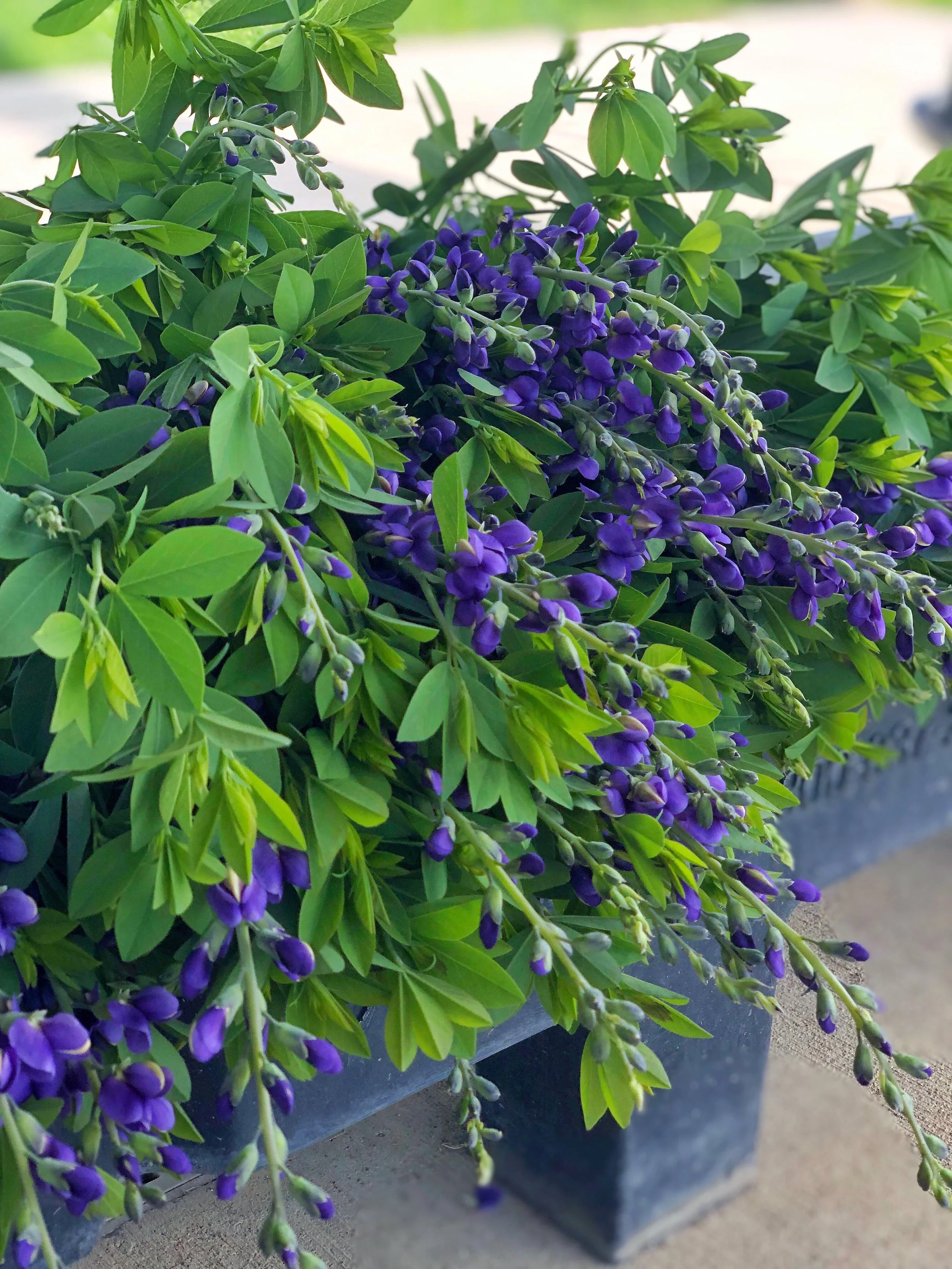 Our crew is bringing in lots of beautiful blooms to prepare for our @plummarket bouquets this week! You can find them at the West Bloomfield and Bloomfield locations. This is just a glimpse of the wide range of floral varieties and colors we have ava