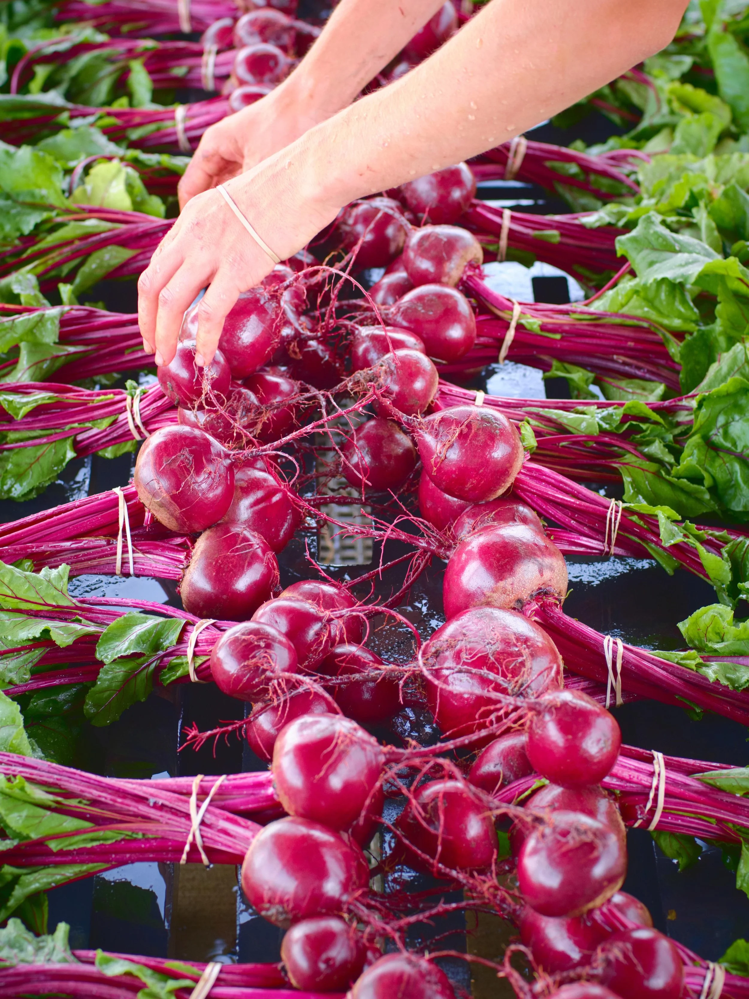 You can&rsquo;t BEET the produce this week! 🙌🏻⁣
⁣
As you can see, we are washing the beets and getting them ready for you guys. They are gorgeous and sizing up very nicely. Come early so you can snag some 🎉 You won&rsquo;t want to miss these beaut