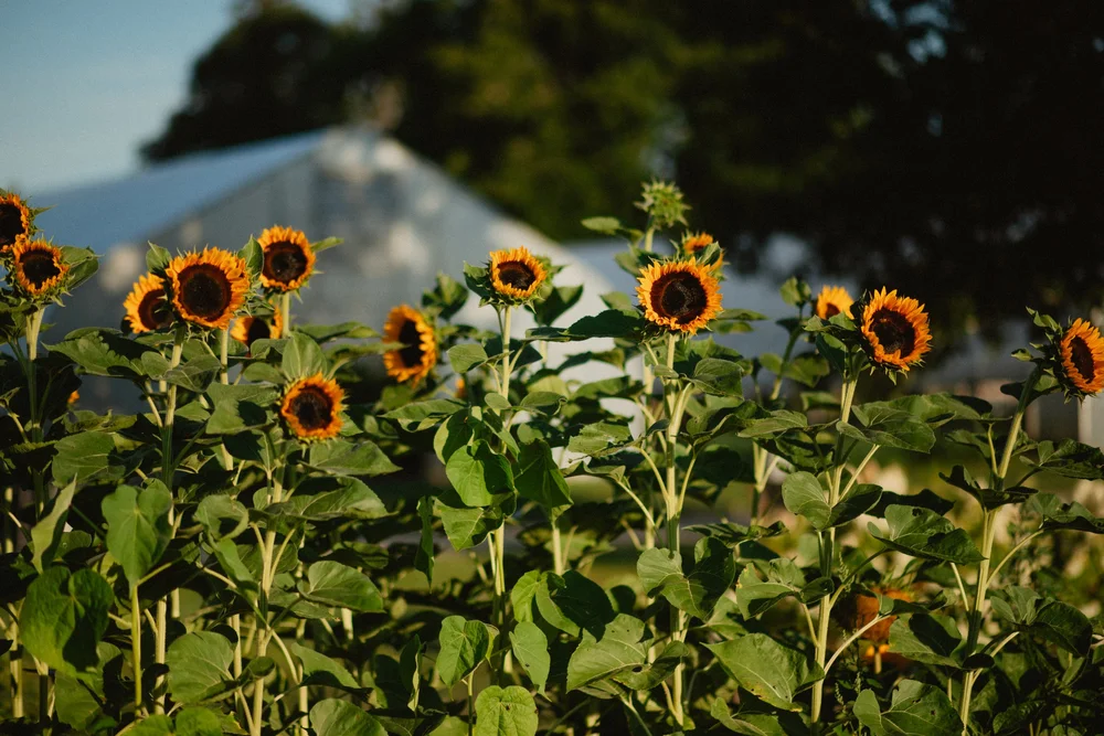 For Photographers — Cold Frame Farm