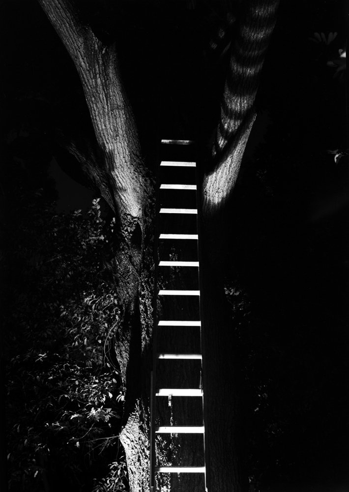Ladder-tree.jpg