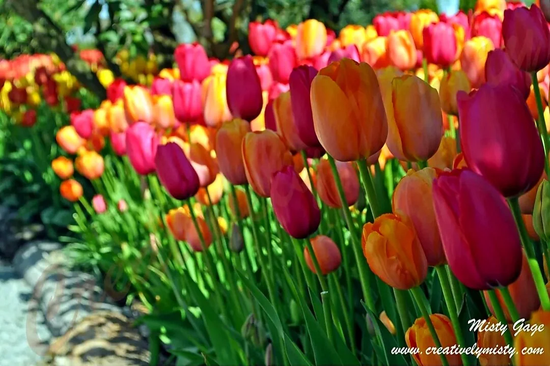 TulipGarden.jpg