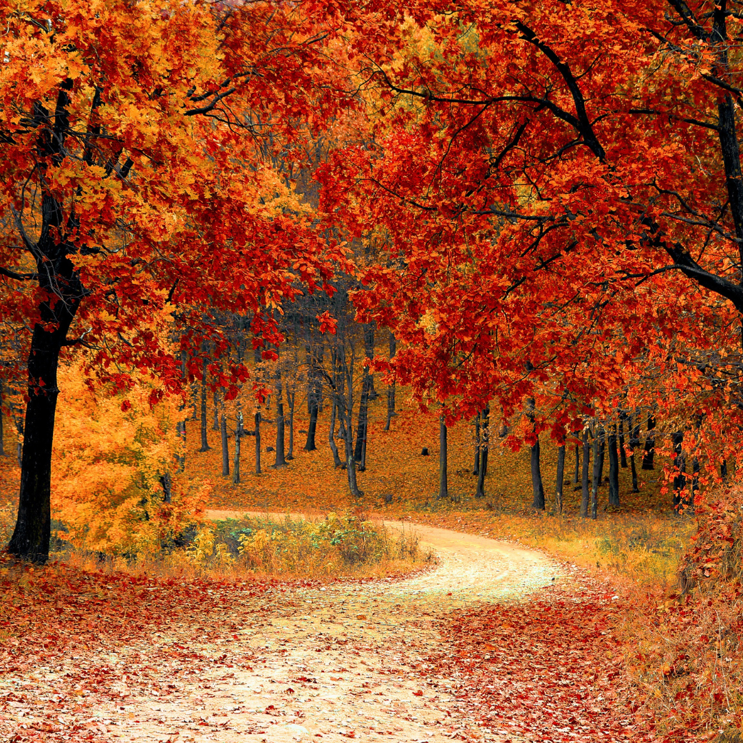 Winding trail through Autumn foliage