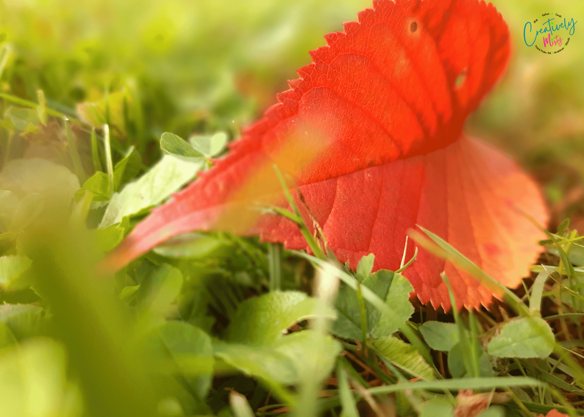 Bright-orange-leaf-in-a-grassy-field