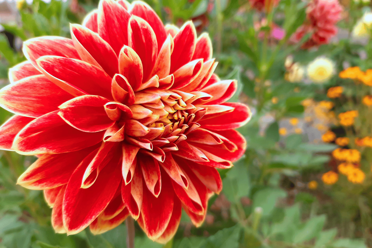 Hues Dahlia Farm.png