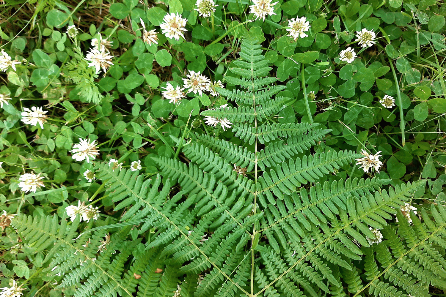 Wild & Wonderful Fern Texture.png