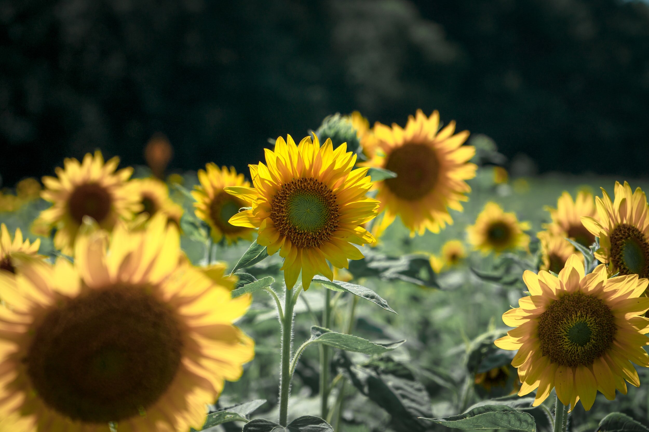 3 Self Care Tips To-Do Post Cancer/Cancer Treatments