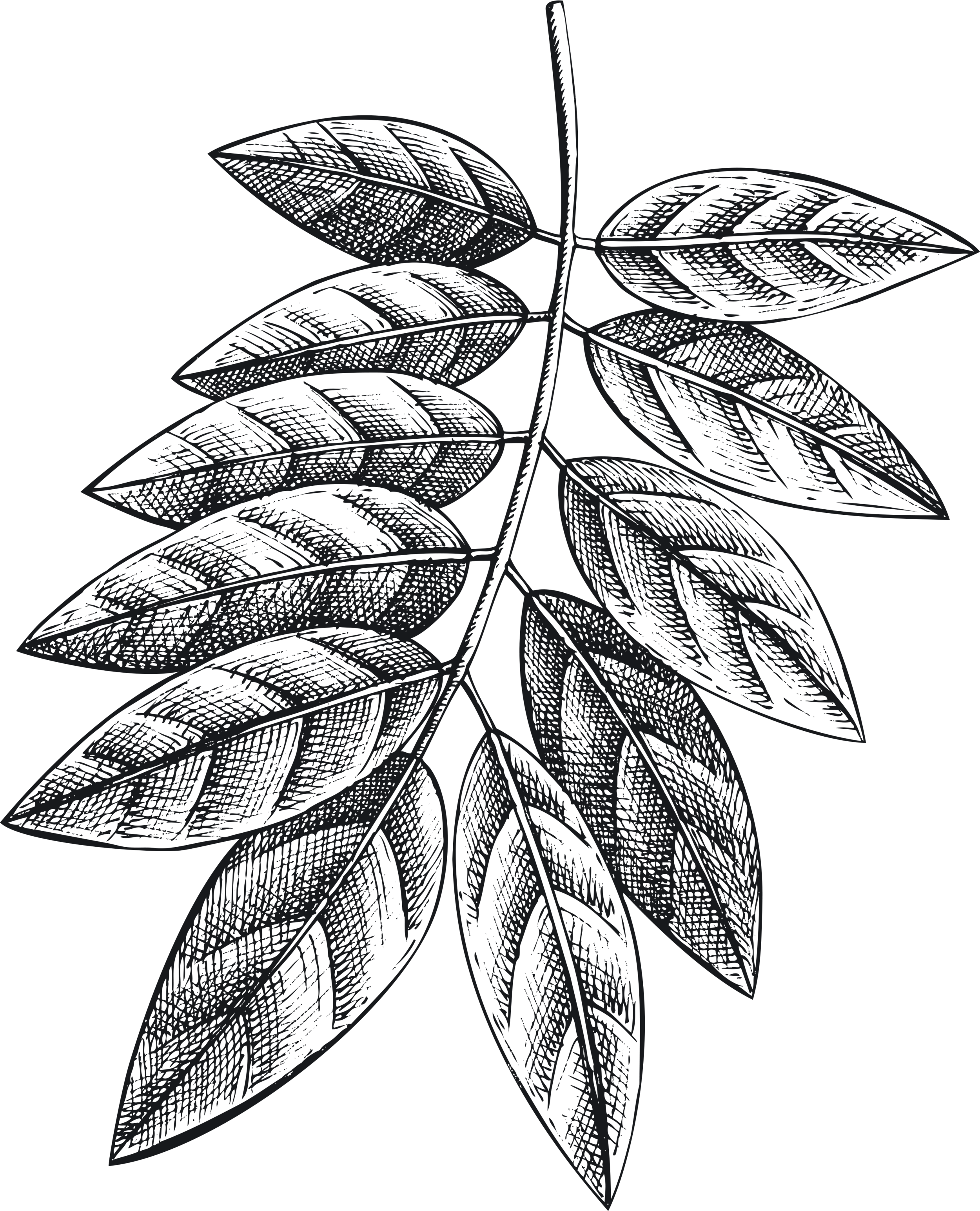 wisteria leaf outline.png