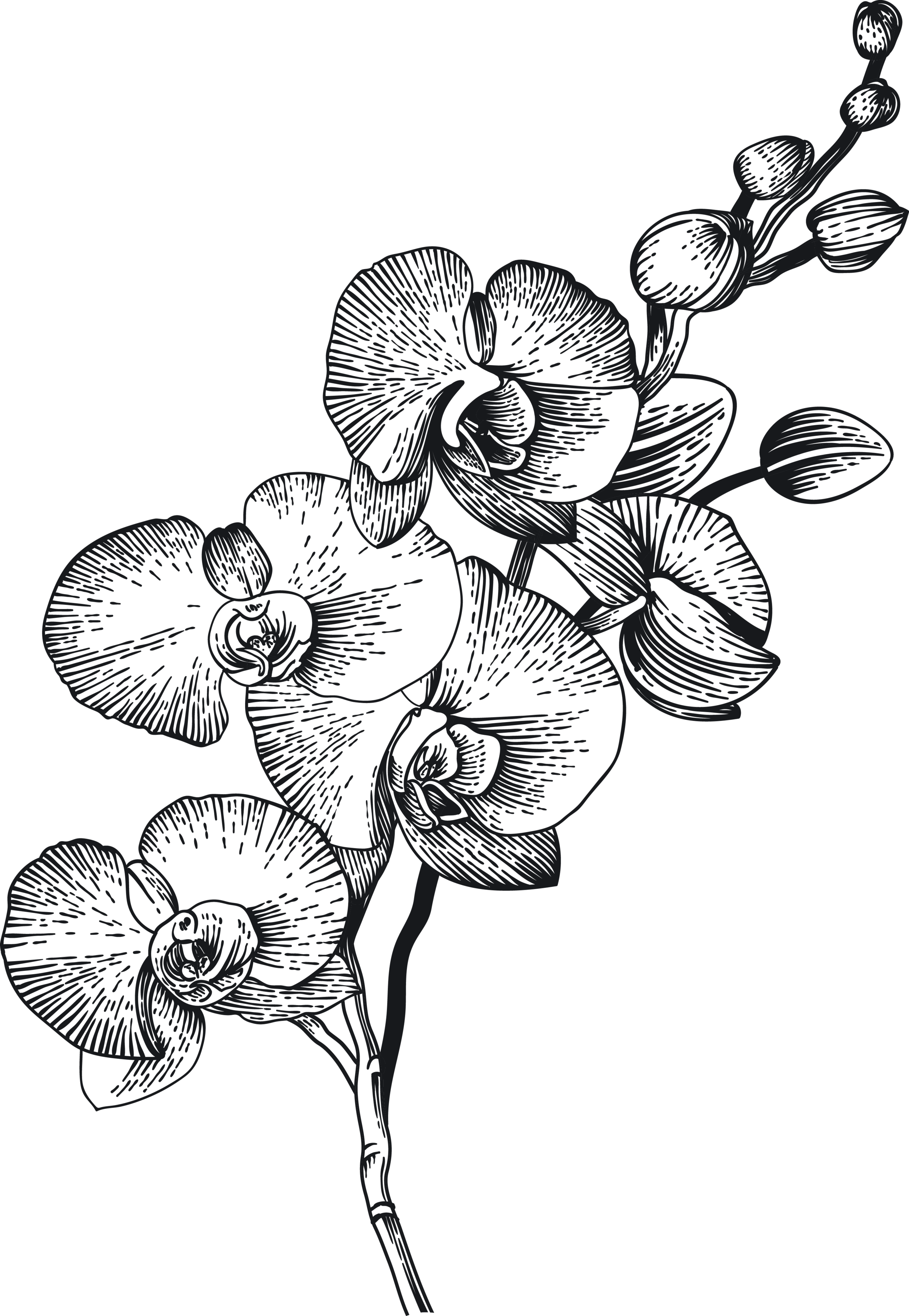 Asset 2 orchid charcoal.png