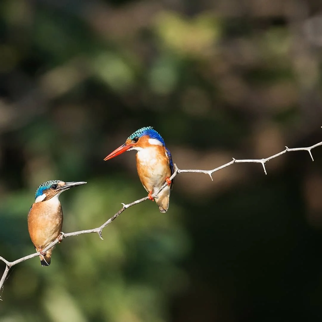 Thank you for the kind comments about my website and for sharing it with friends. I'm really grateful for your support.

Hope you're able to get out and enjoy some nature this weekend, in whatever way you can.

#childcounselling

📸 @vincentvanzaling