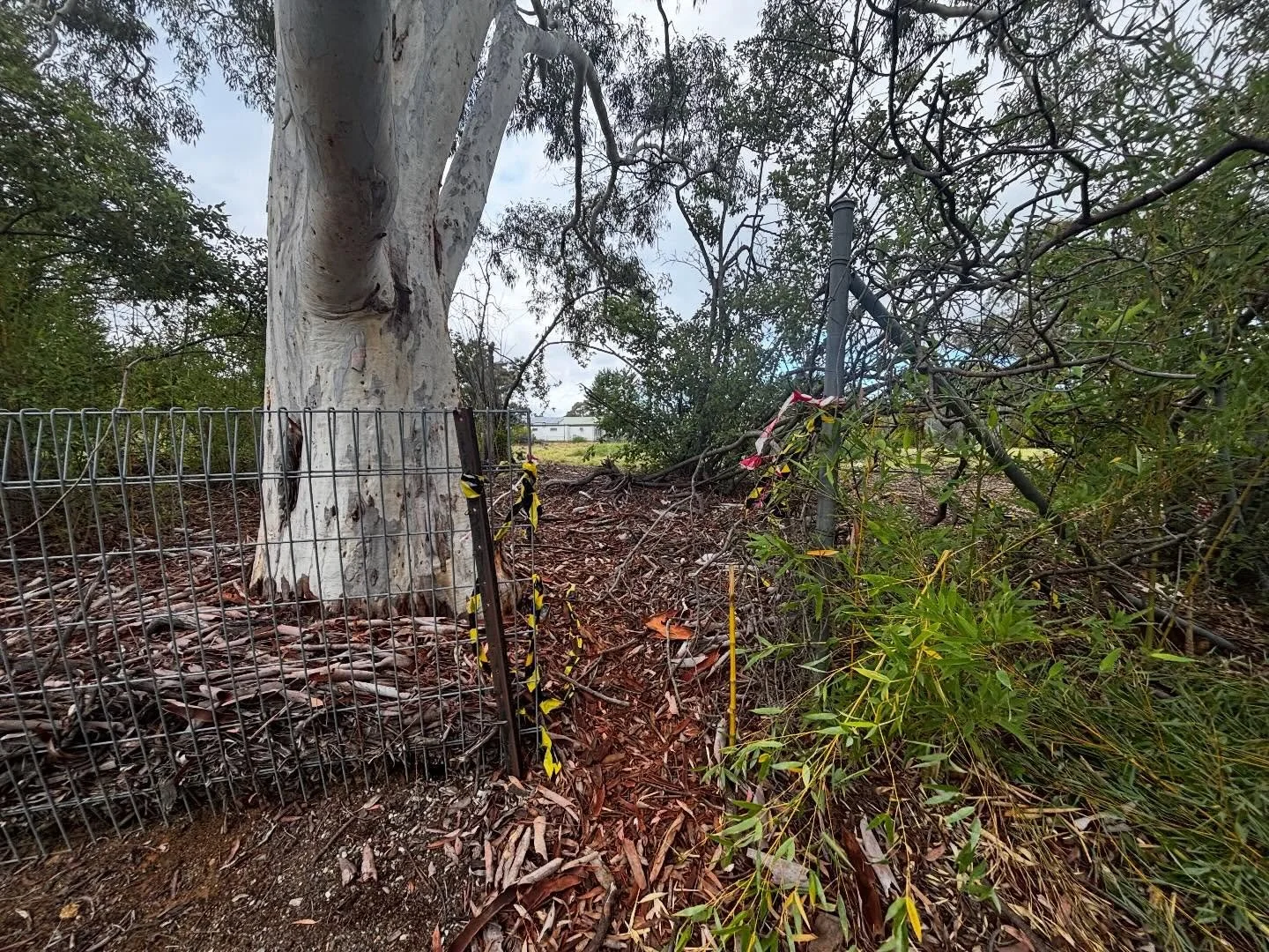 During my walkaround the Hawker Tennis Centre this afternoon, I saw some extra fencing, some clean-up but still several easy access points onto the site.

What is the ACT Labor Government doing about the future of this site?
Hawker/Weetangera NHW