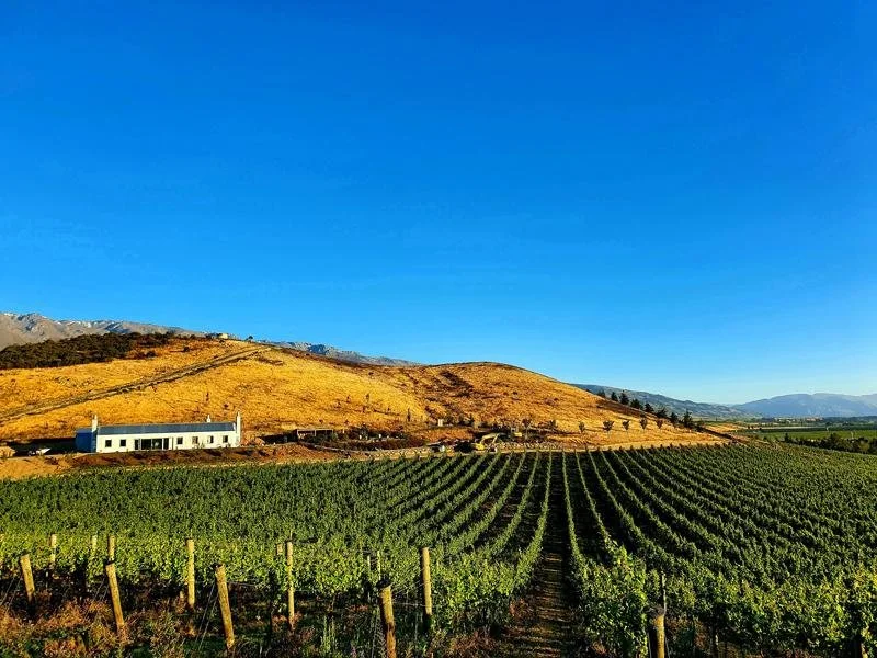 Domaine Thomson Cellar Door from the South Block.jpg