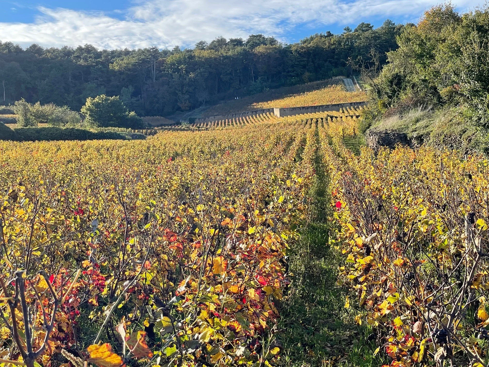 Gevrey Chambertin.jpg