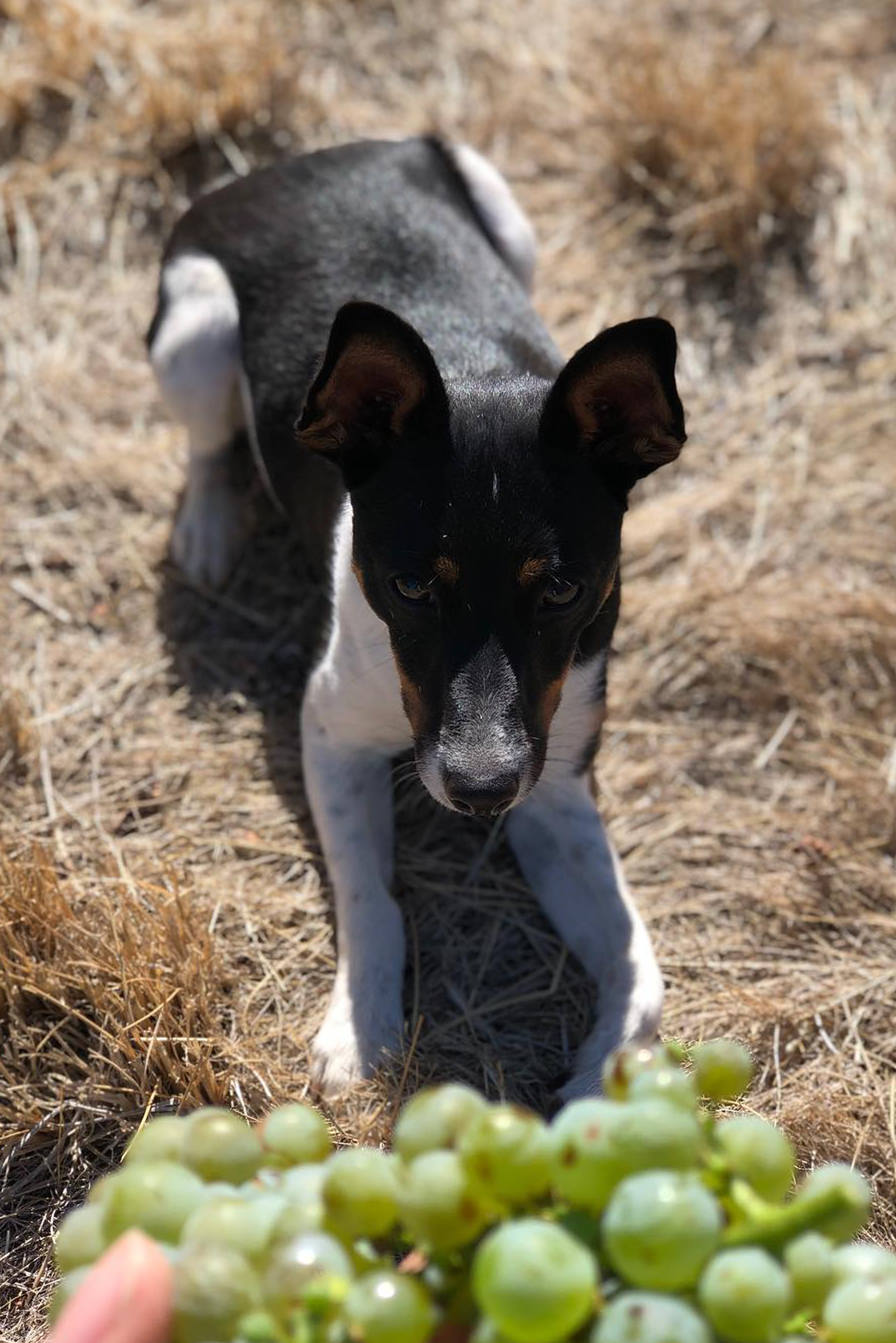 Ninja -  the Winery dog