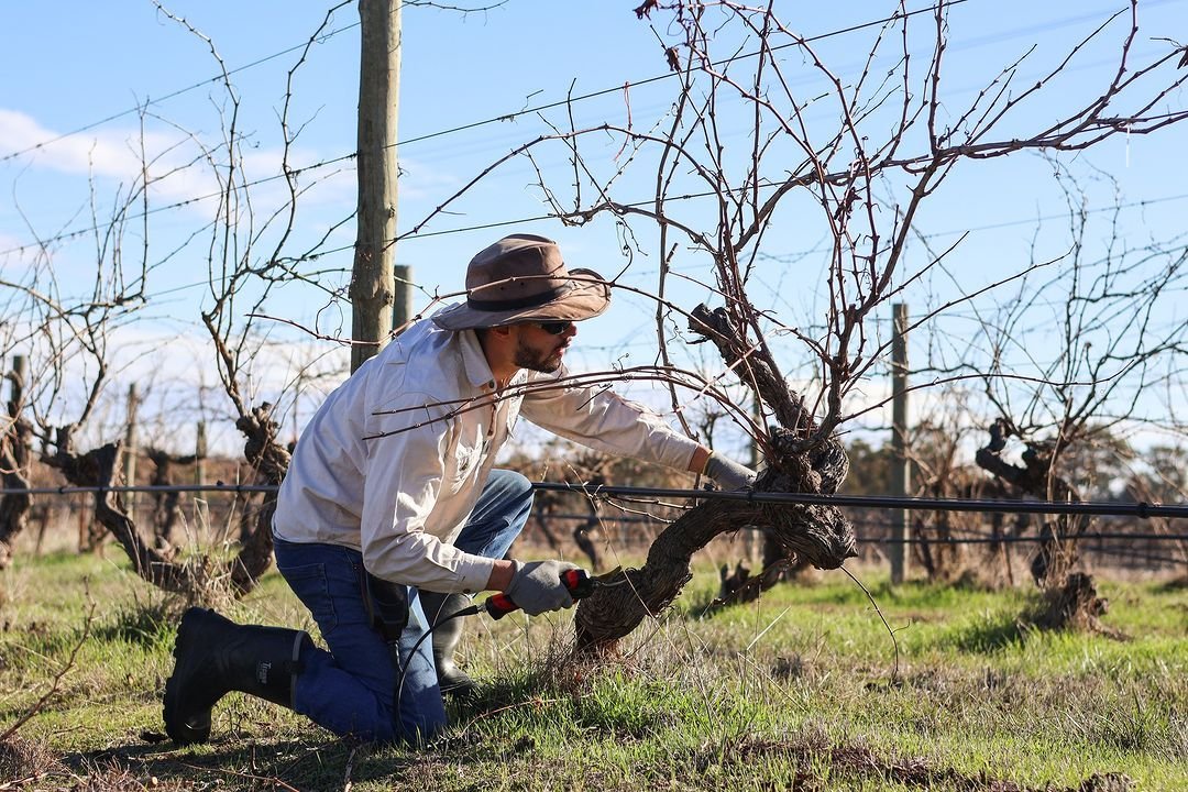 OldBastardVineyard.jpg