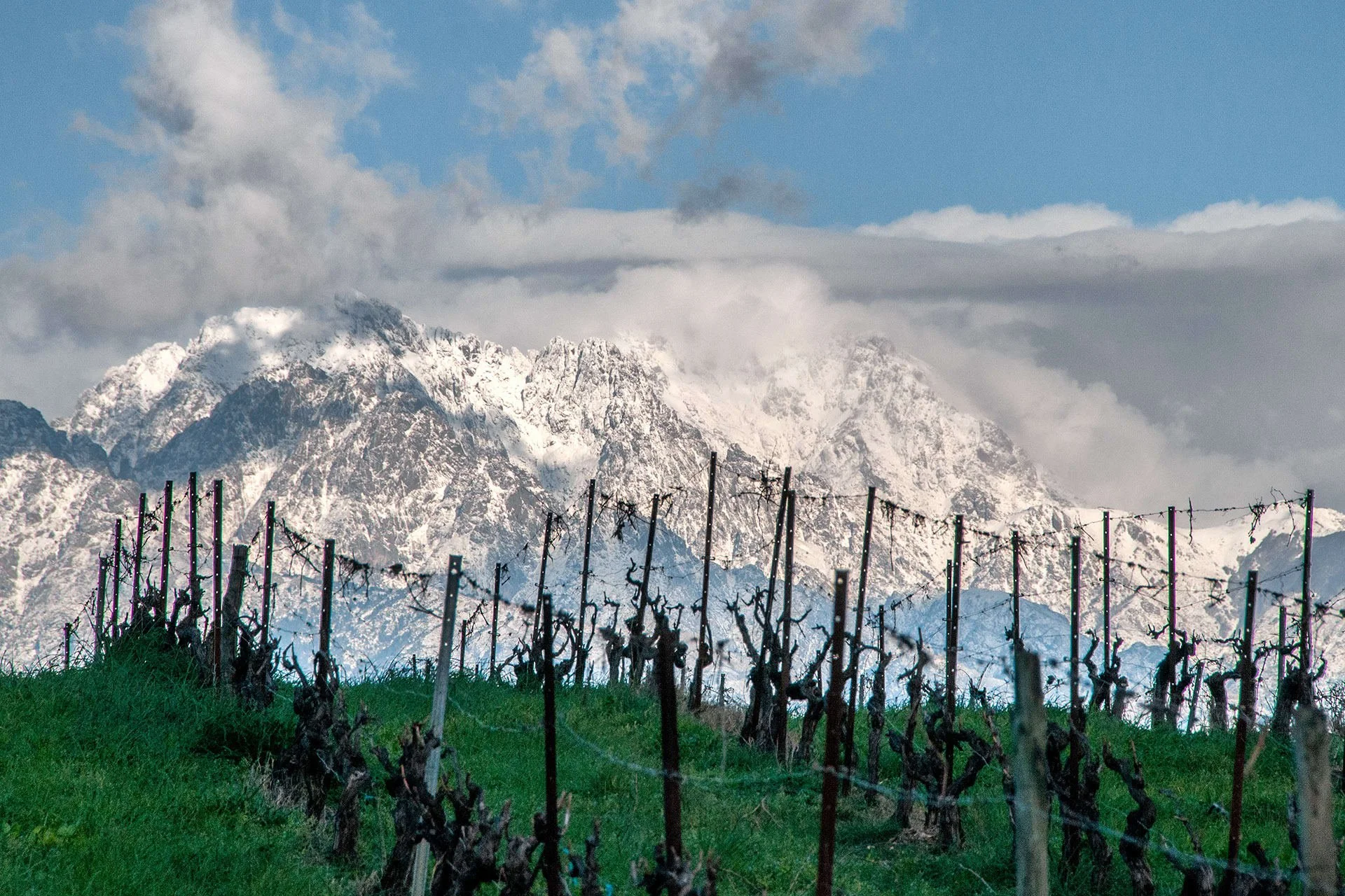 Cantalici Vineyards.jpeg